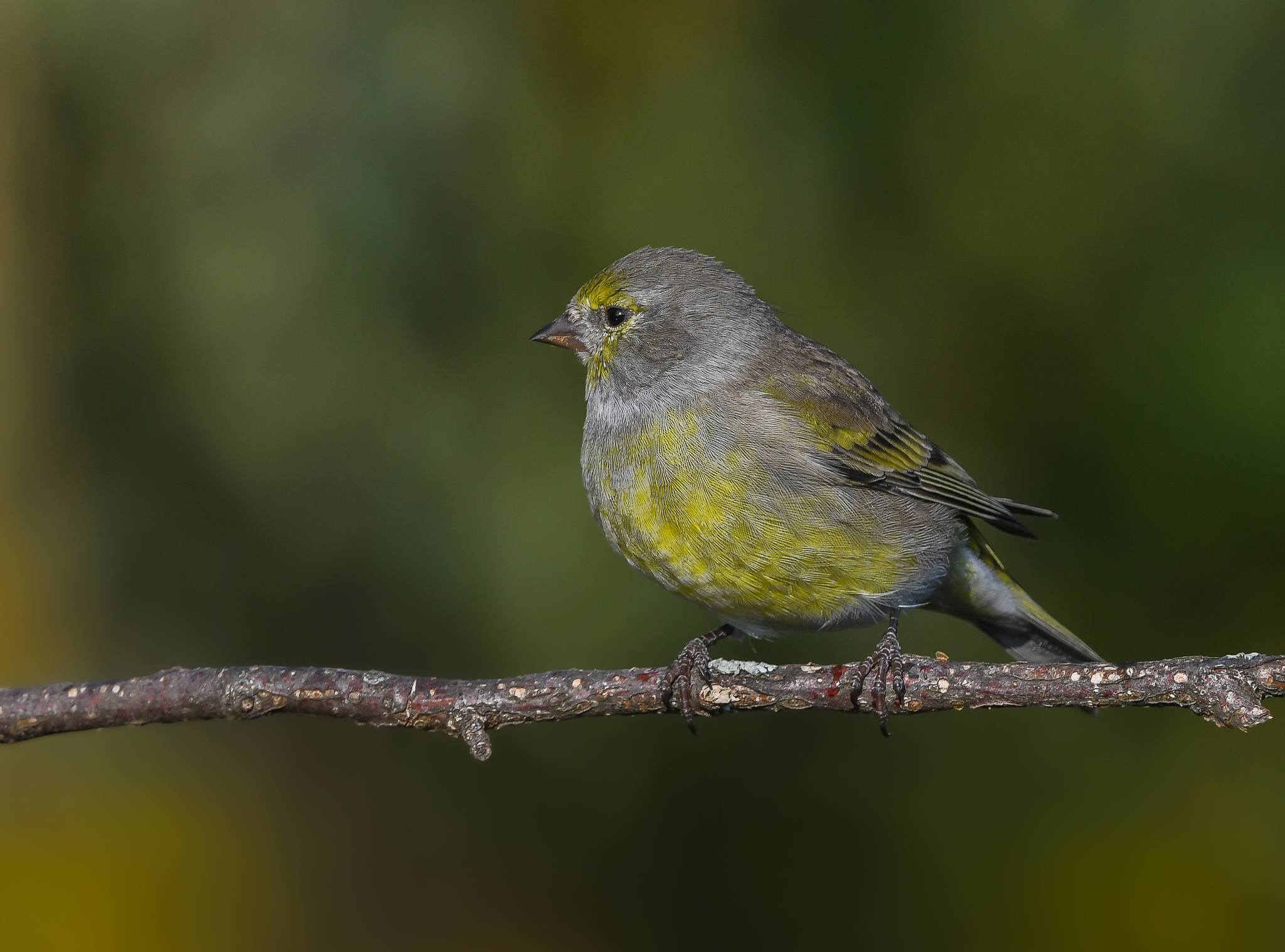 Venturone alpino (f)