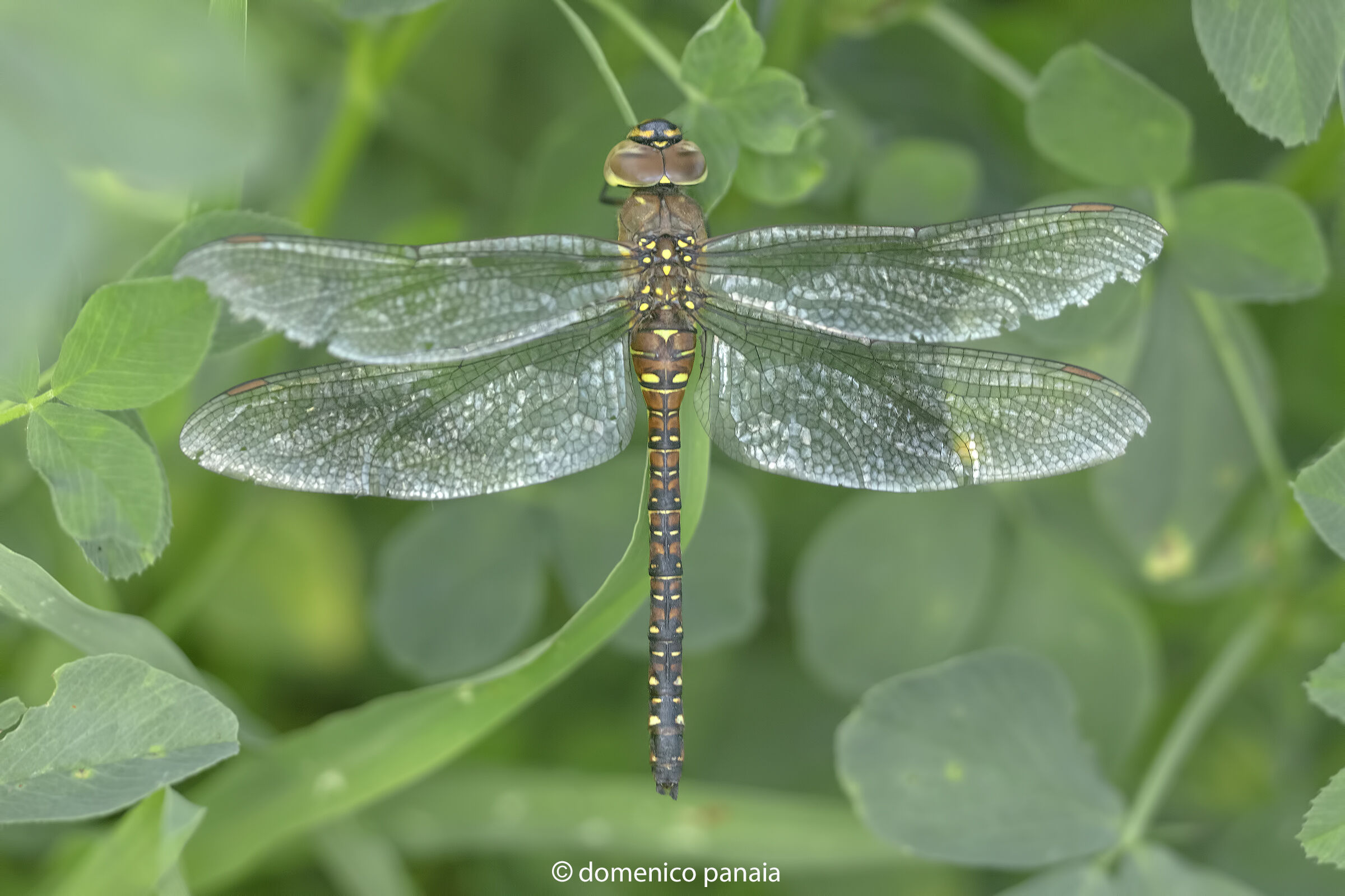 Aeshna mixta female