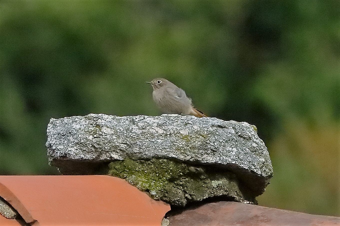 Codirosso Sp 22 ottobre 2022