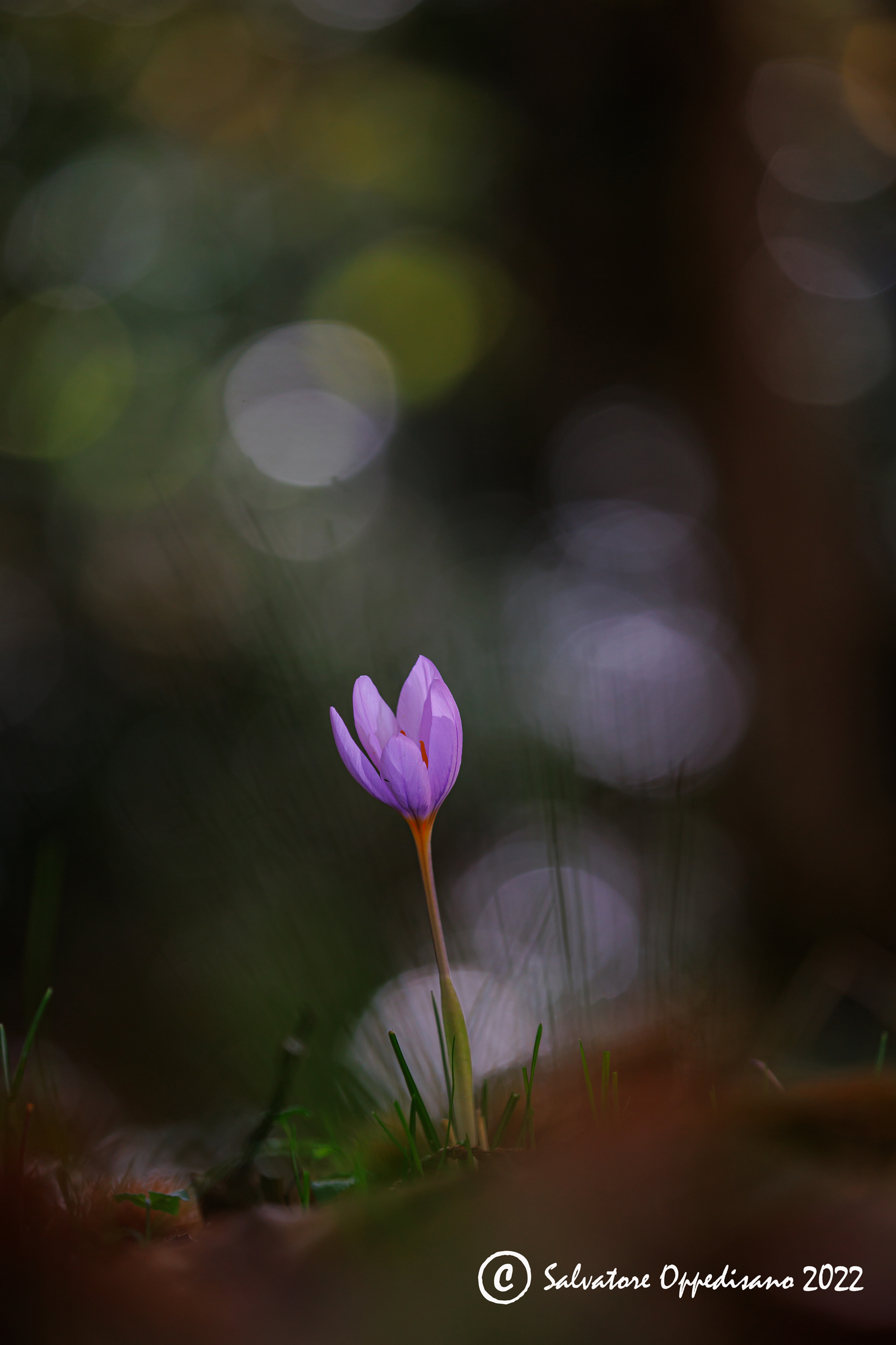 Crocus