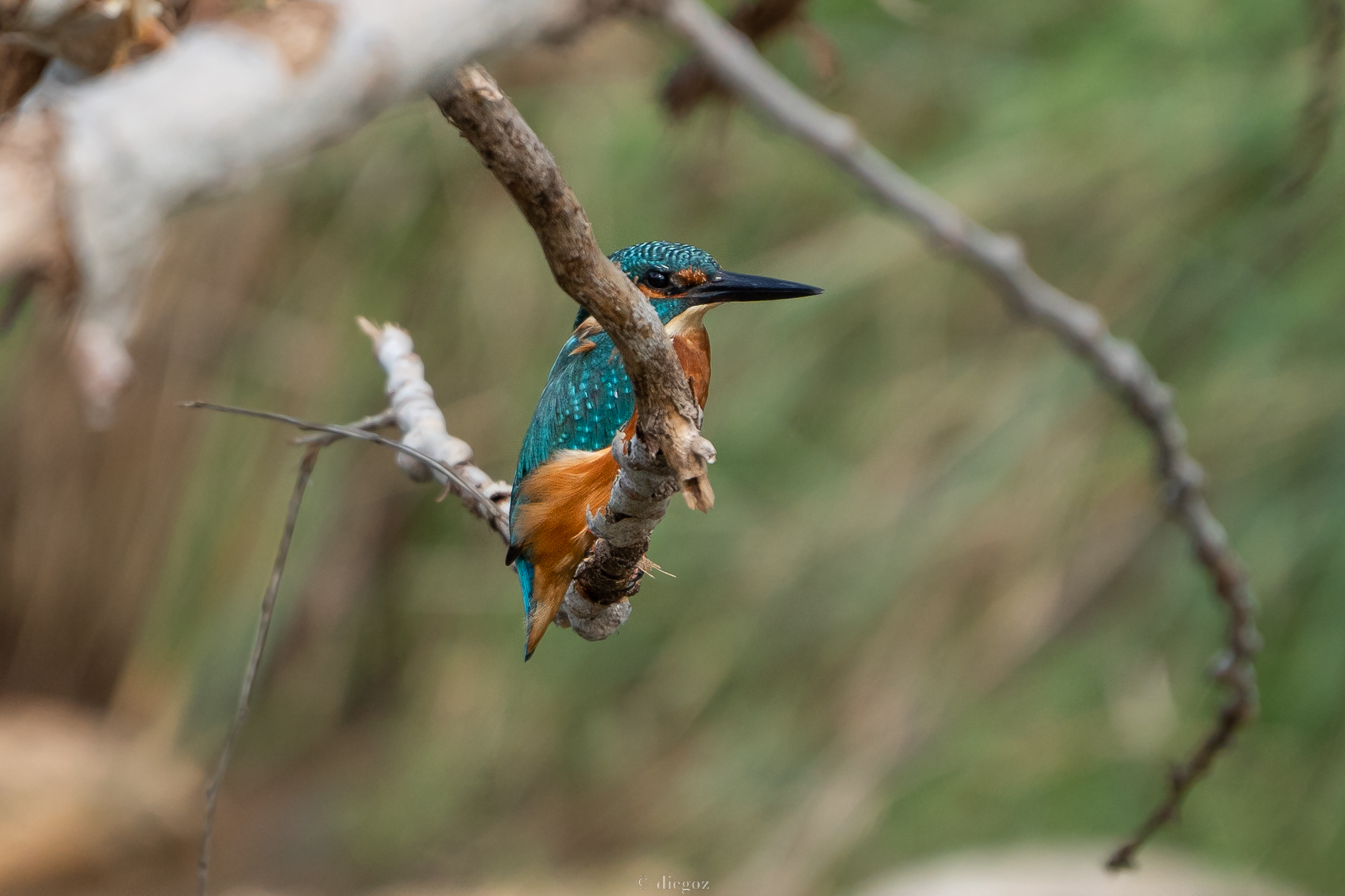kingfisher "urbano"