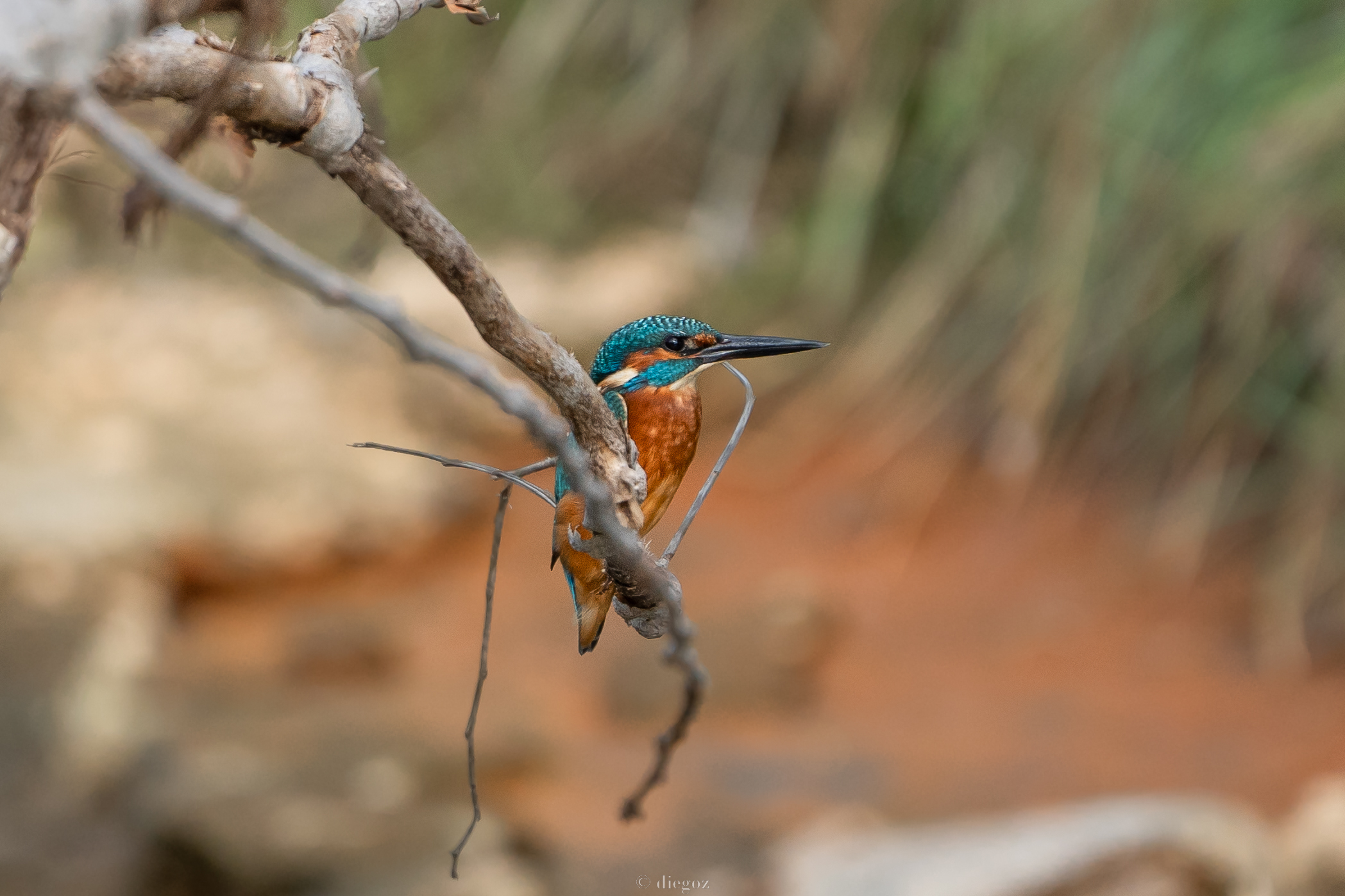 kingfisher "urbano"