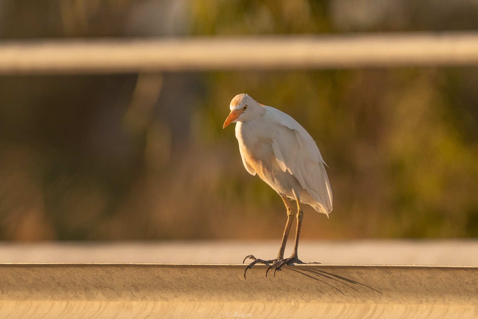 guardabuoi livrea "estiva"