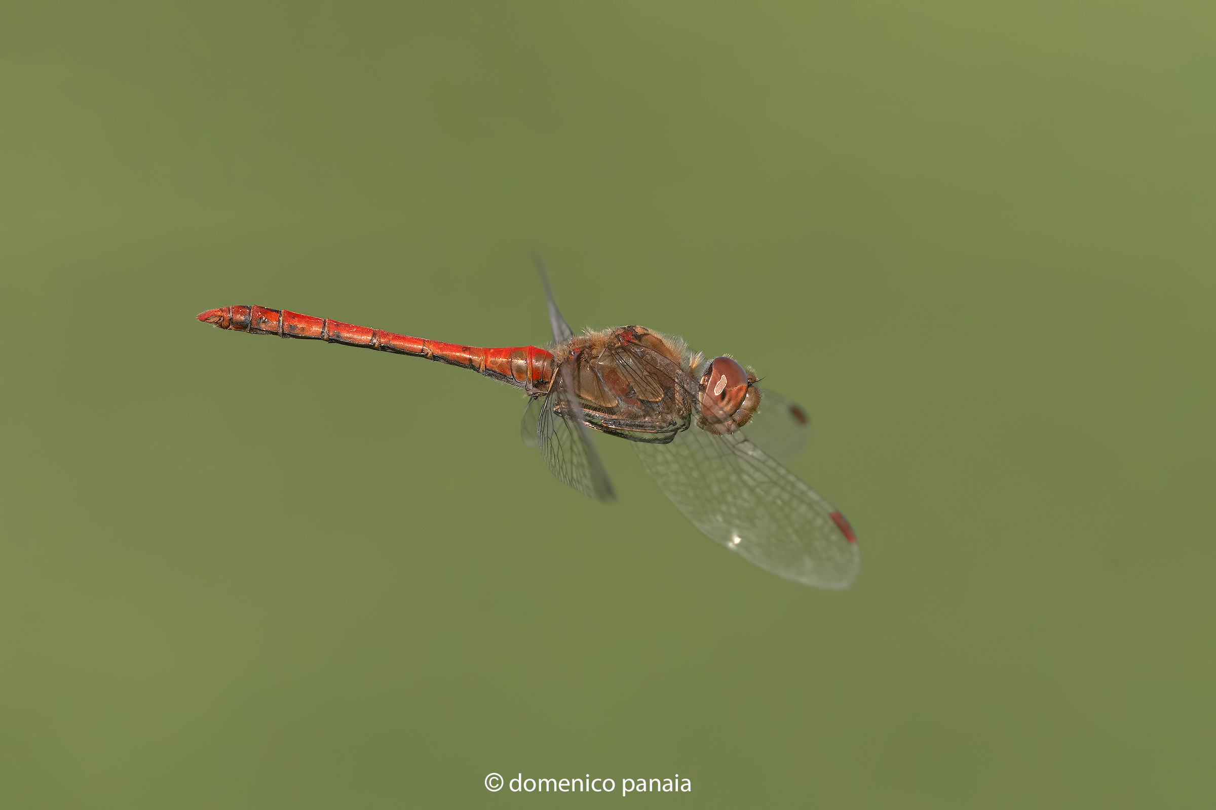 sympetrum striolatum