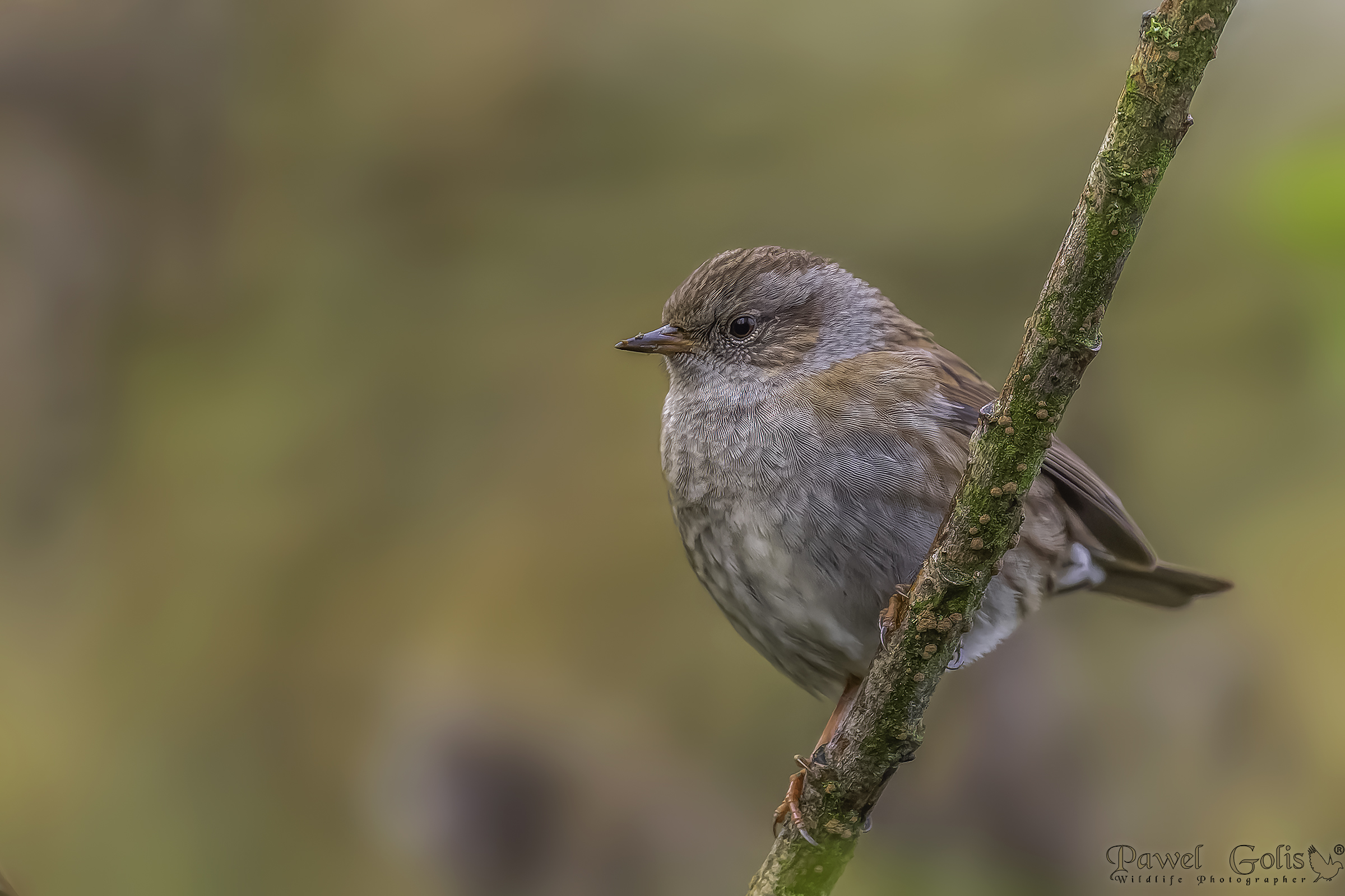 Dunnock (Prunella modularis)
