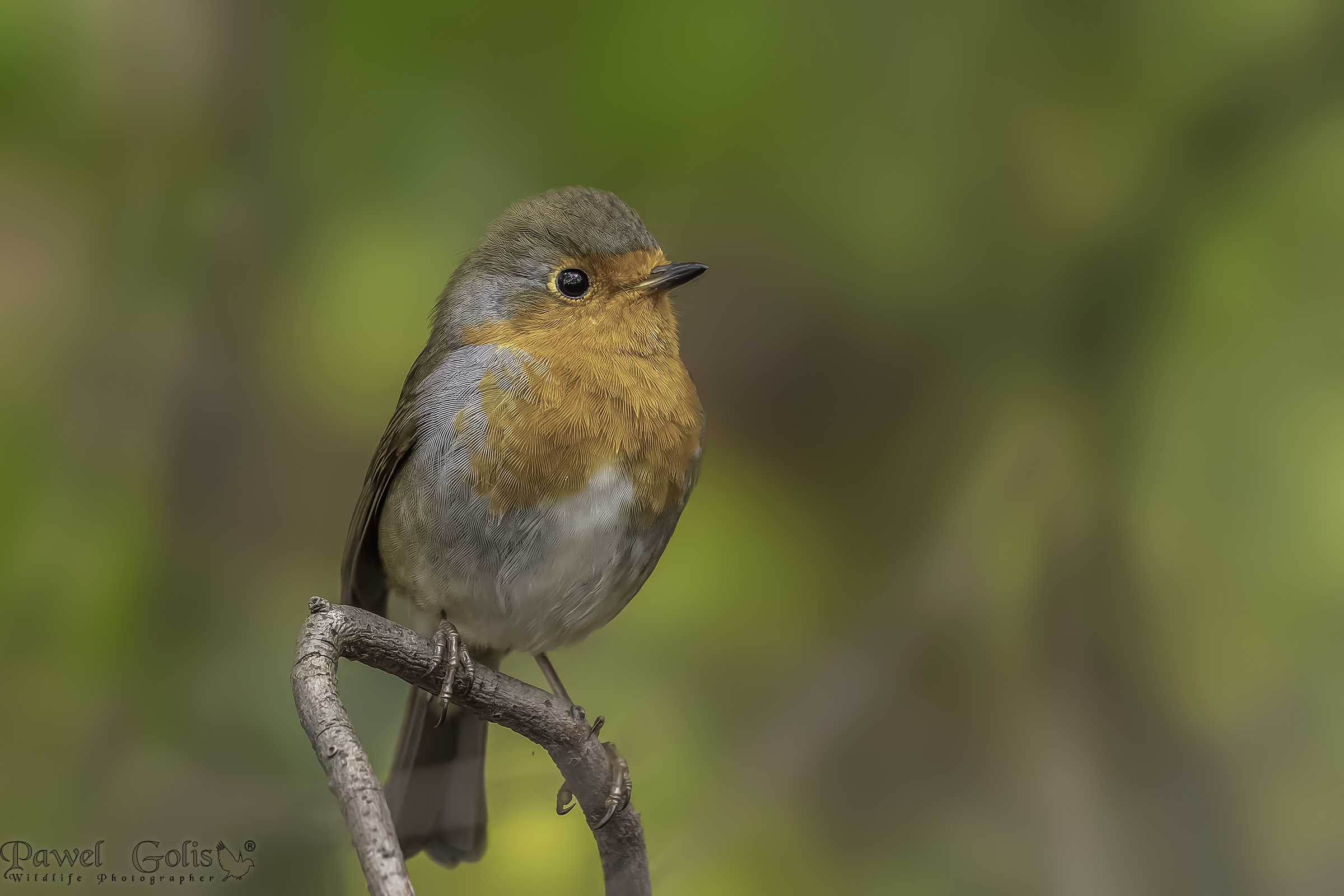 Pettirosso europeo (Erithacus rubecula)