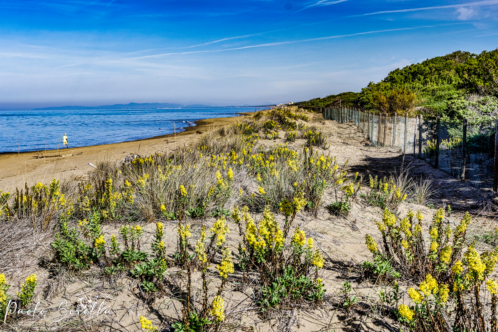 Fioritura di Verga d'oro Pianetti Donoratico