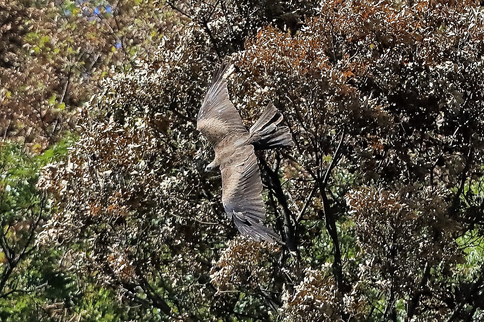 Nibbio bruno 30-07-2022