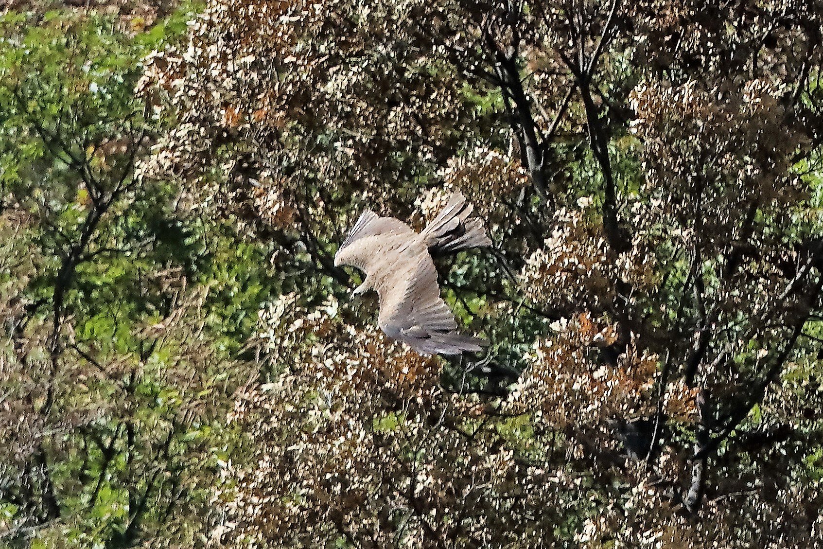 Nibbio bruno 30-07-2022