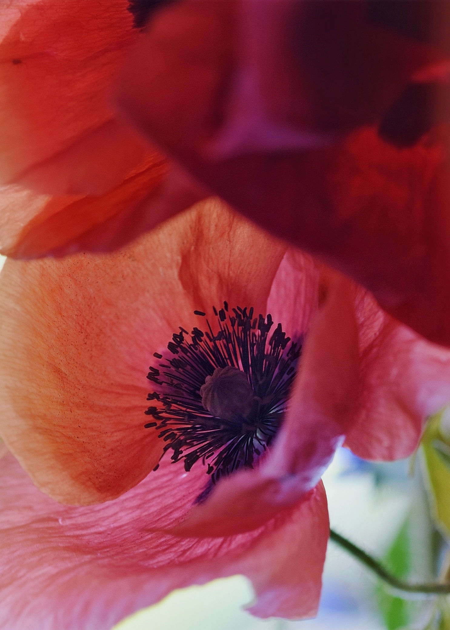 Untitled Photo