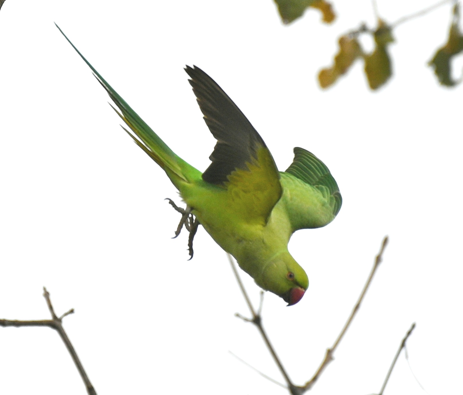 pappagallo verde esotico