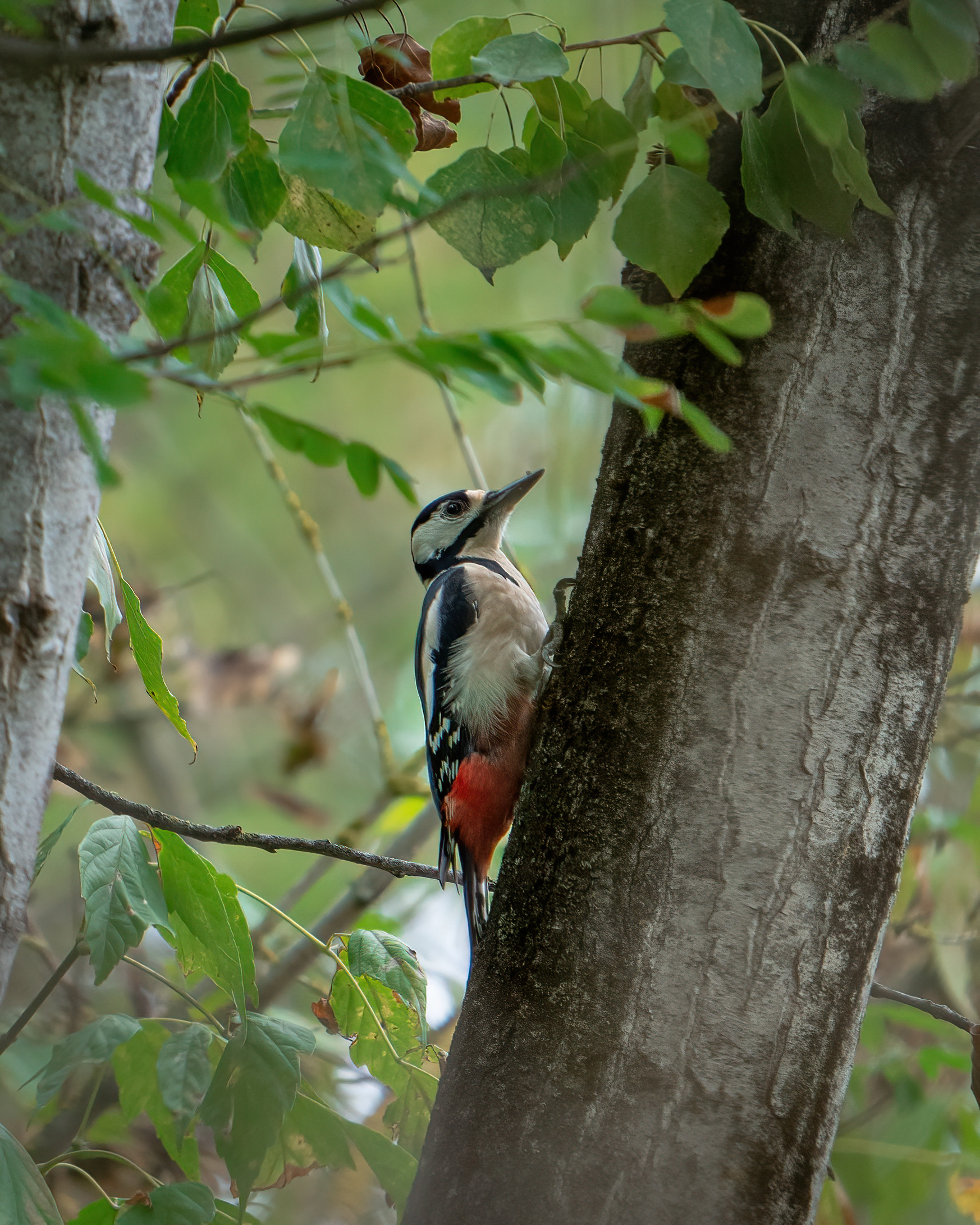 Great spotted woodpecker