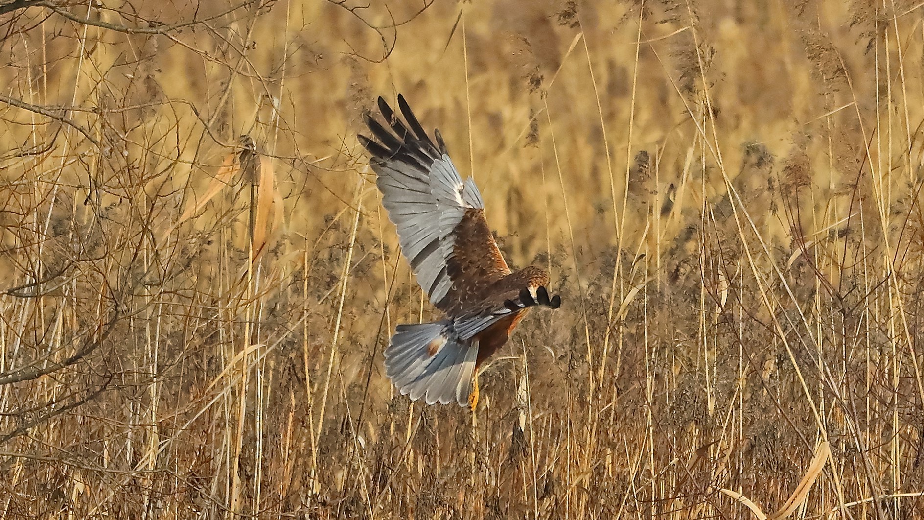 Falco di palude 21 gen 2022 --092--