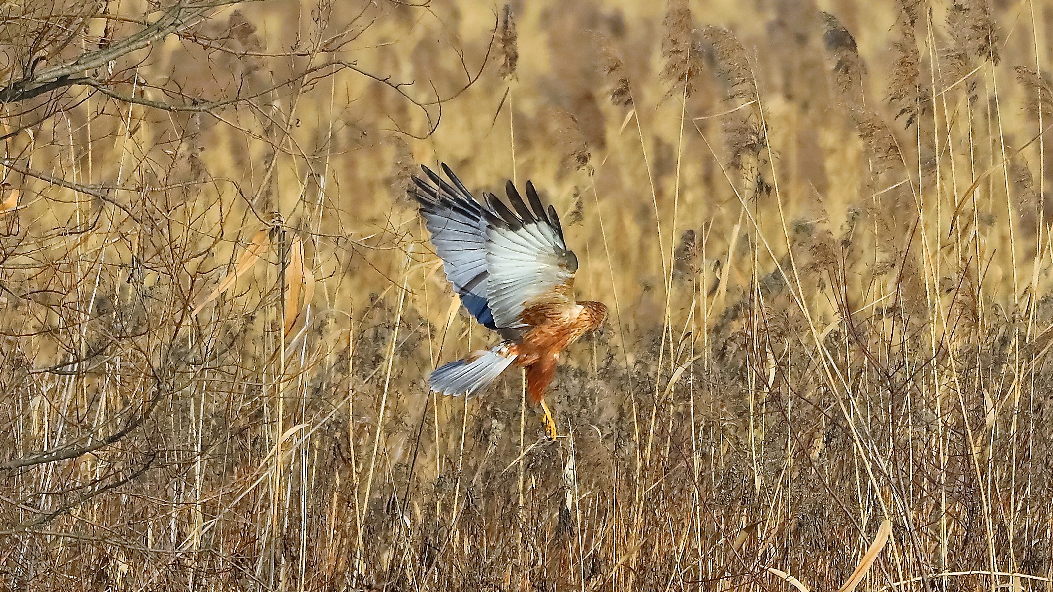 Falco di palude 21 gen 2022 --094--