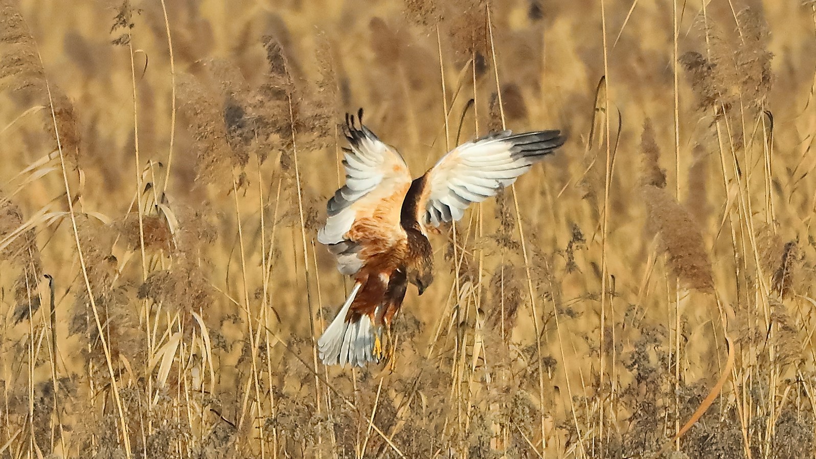 Falco di palude 21 gen 2022 --105--