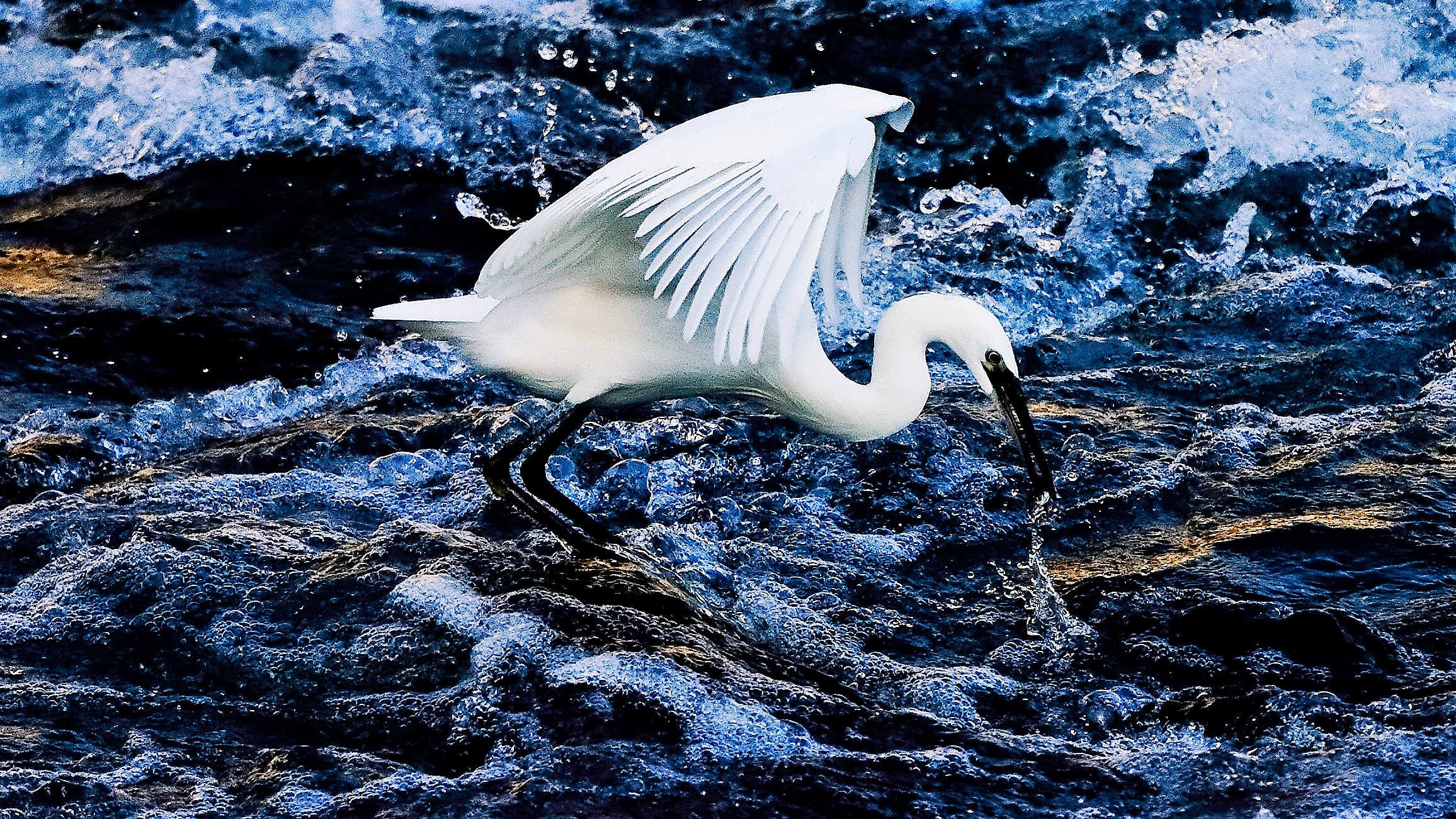 Garzetta 19 ottobre 2022