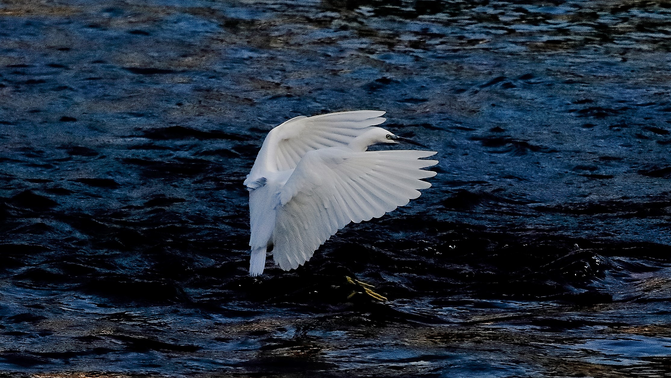 Garzetta 19 ottobre 2022