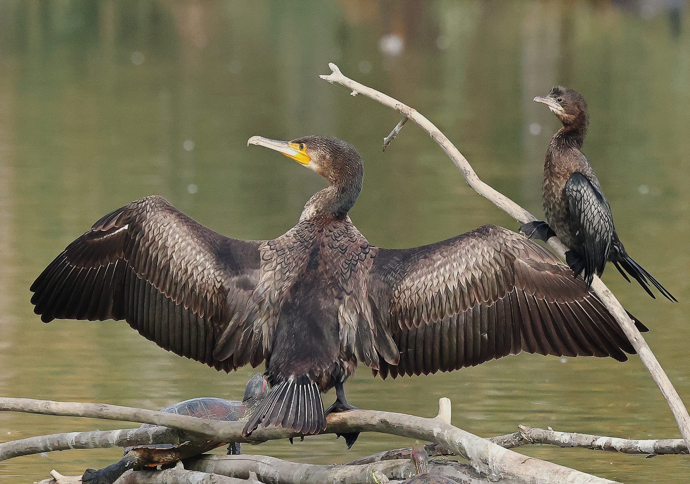Cormorants