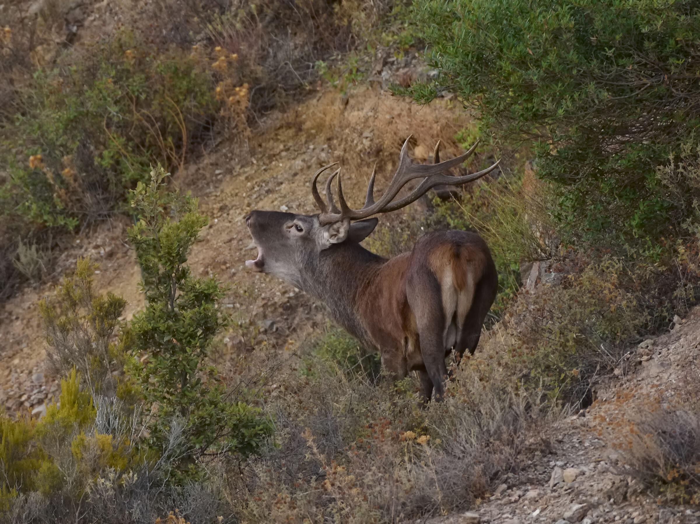 The roar of the deer