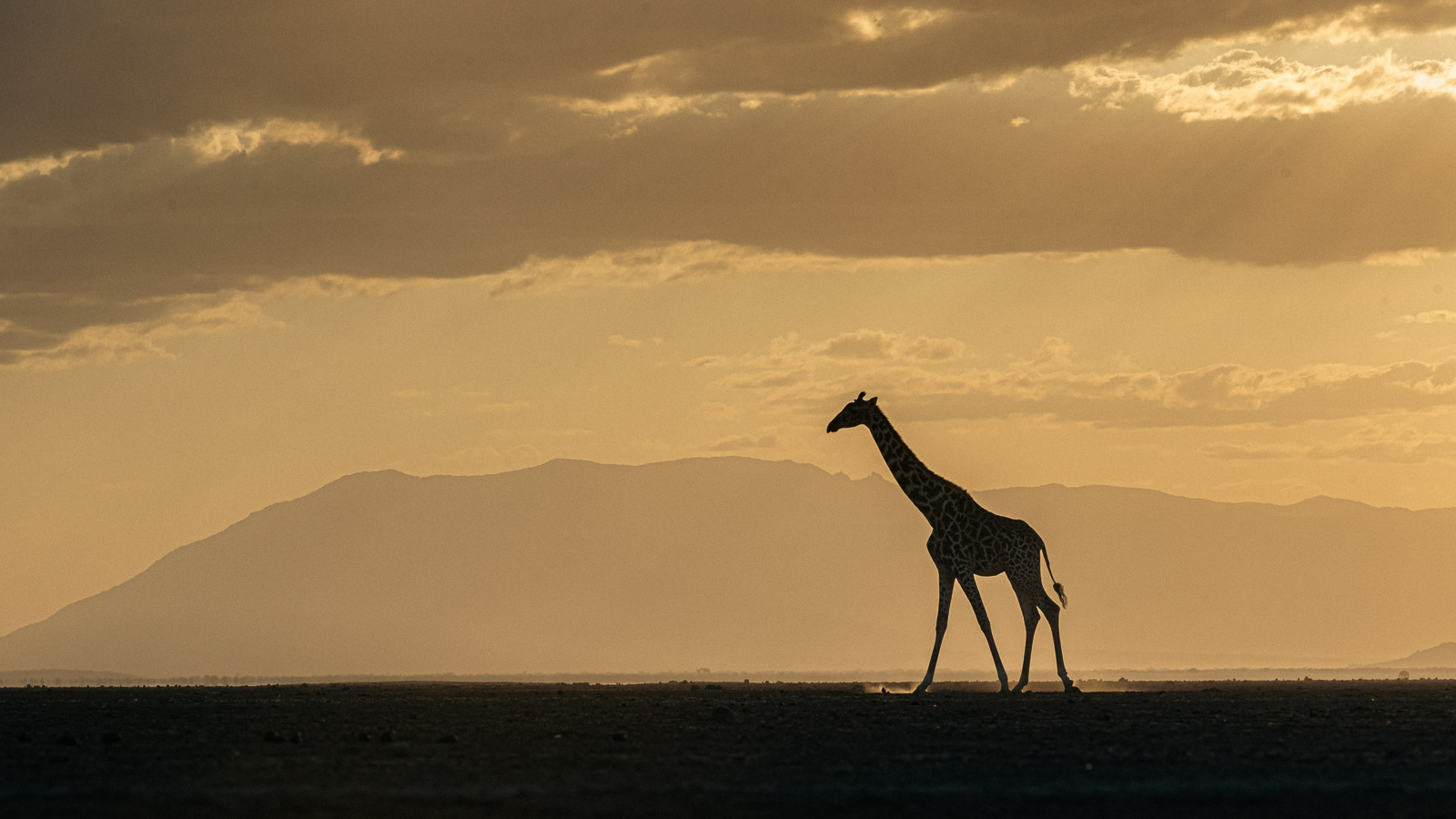 Tramonto con giraffa