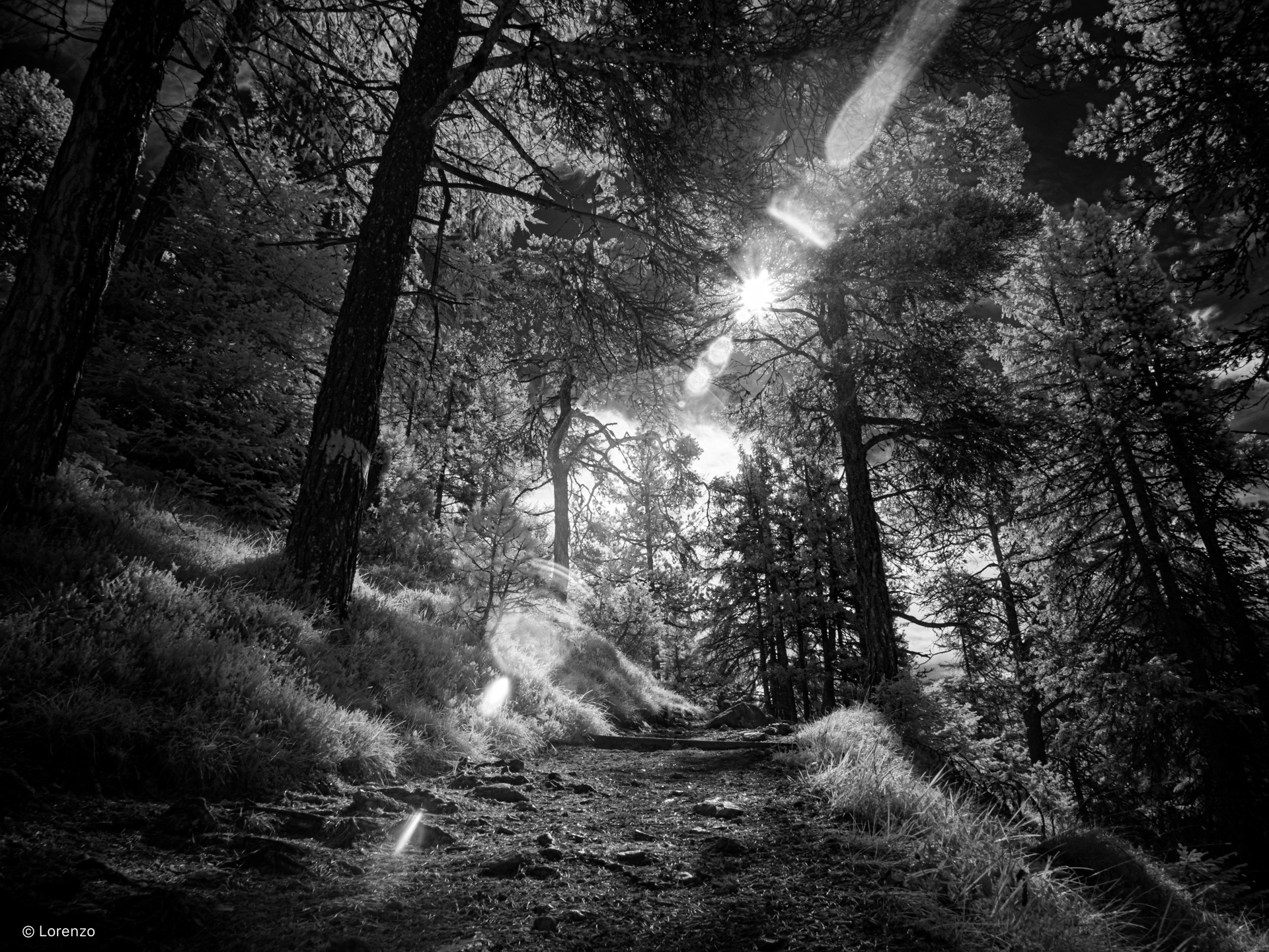 in the woods