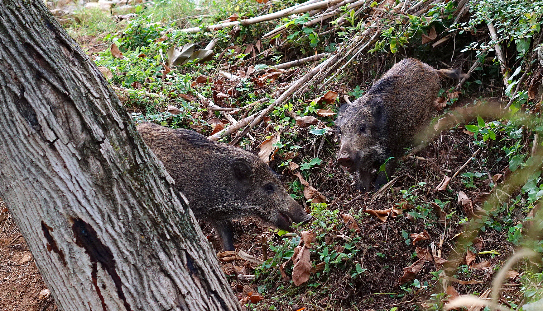 Vieni per noci ? E andiamo va!!!