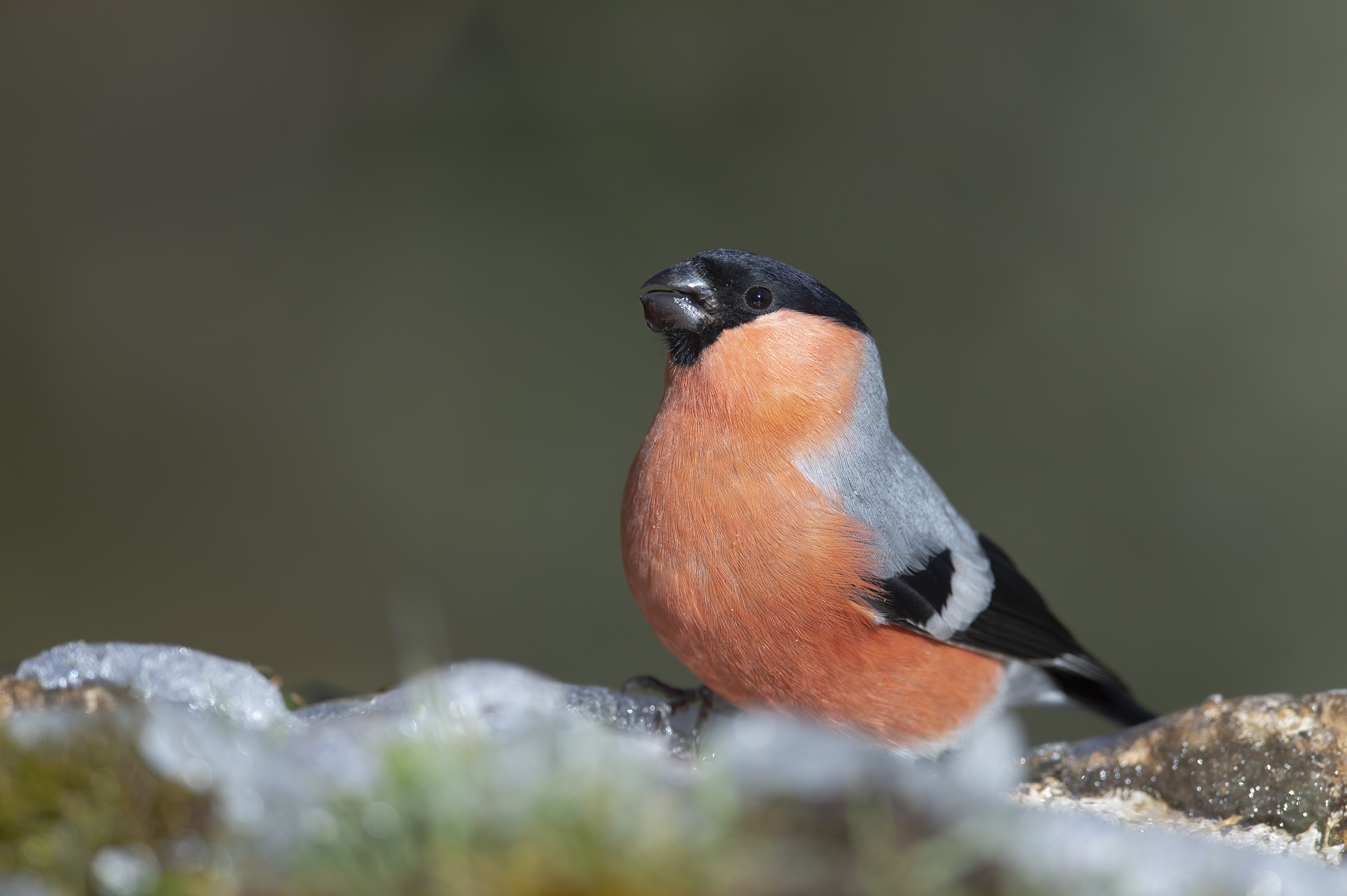 Ciuffolotto (Pyrrhula pyrrhula)