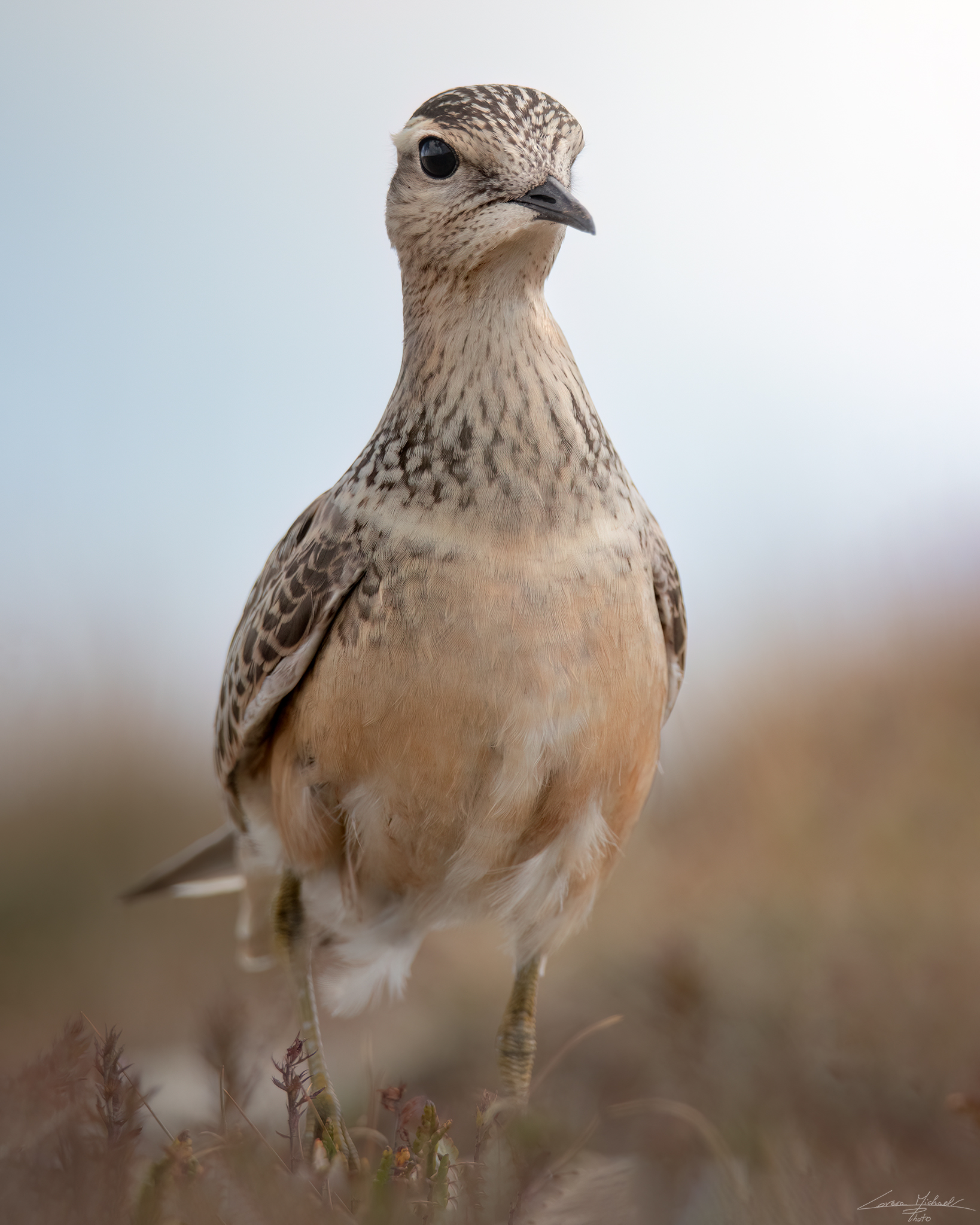 Piviere tortolino...
