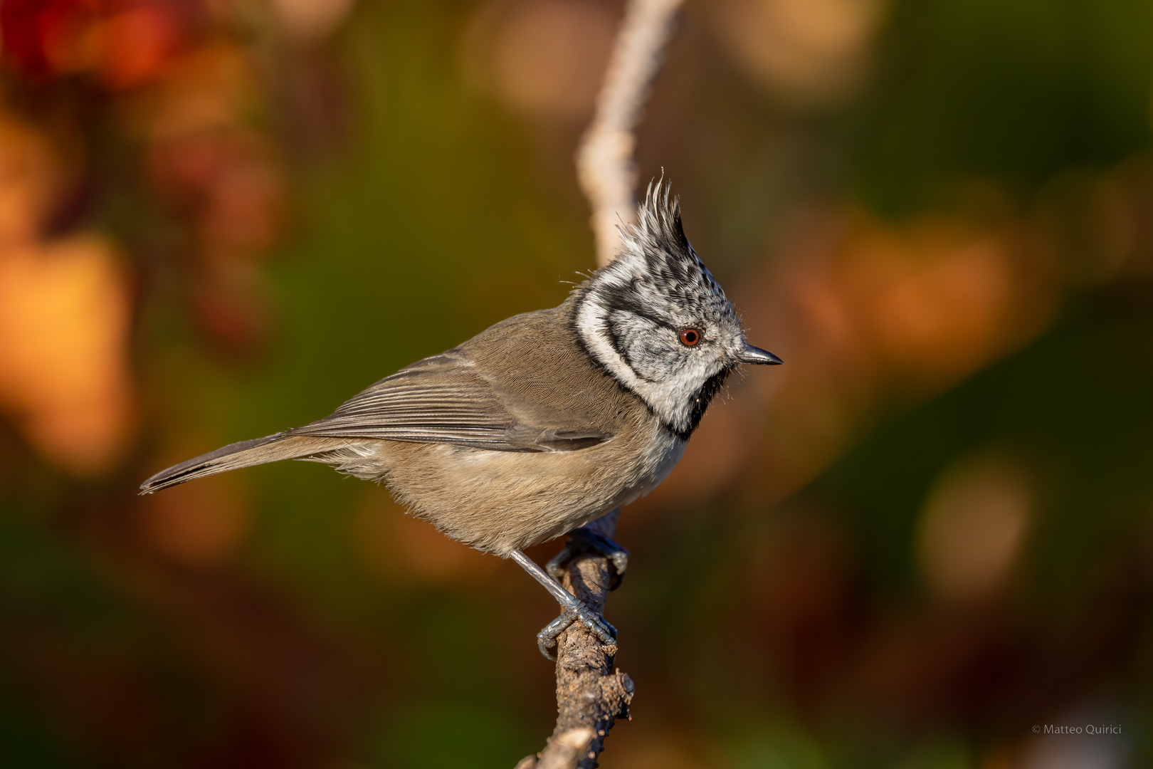 Tufted