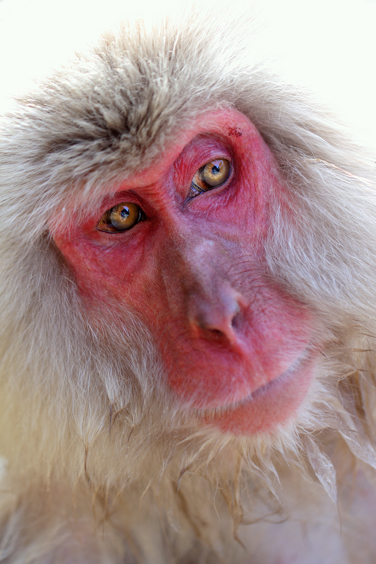 Macaco Giapponese, Macaca fuscata.