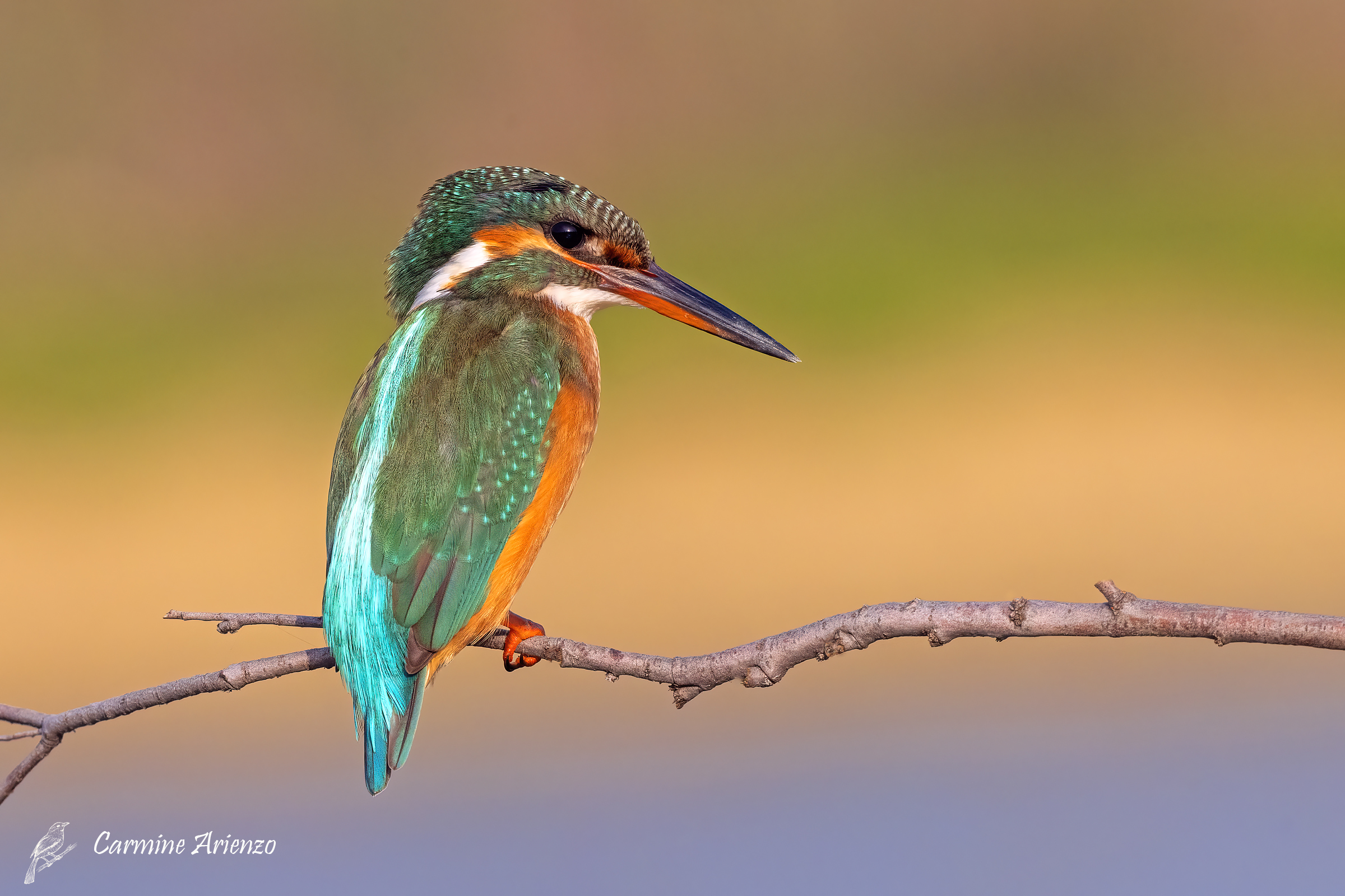 Martin Pescatore femmina