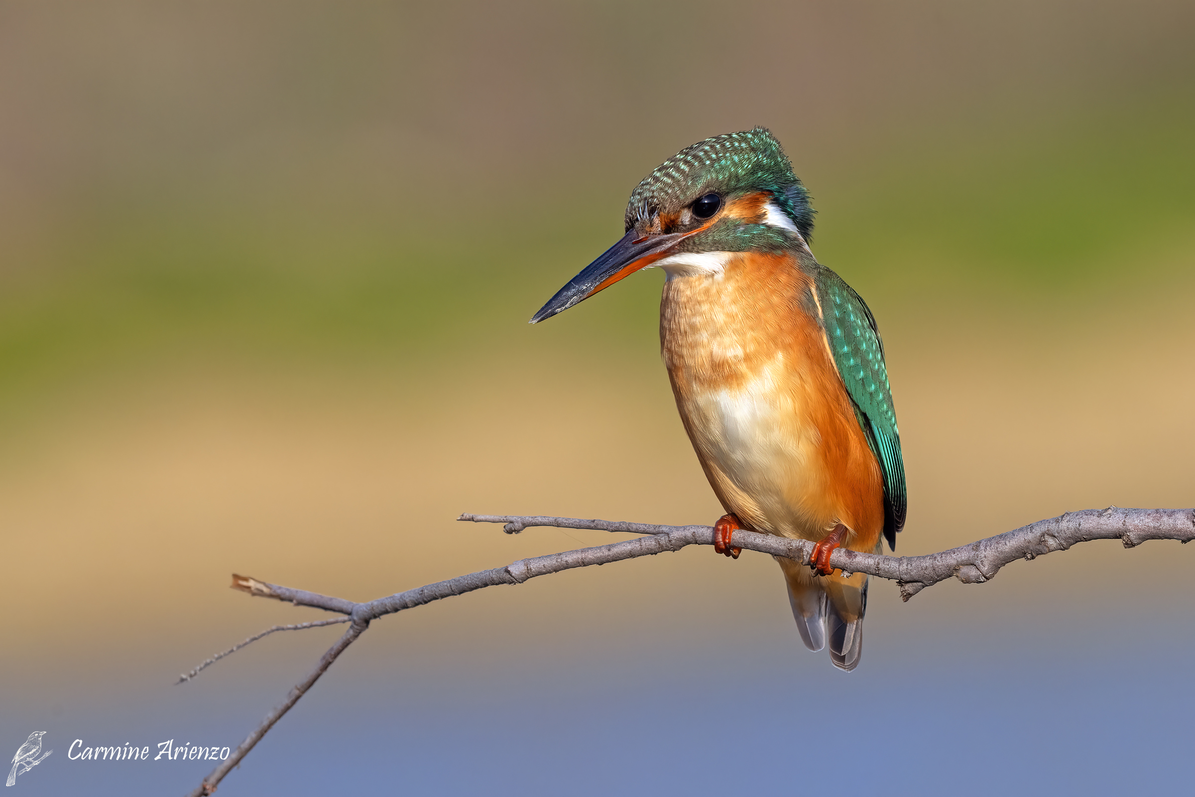 Martin Pescatore femmina