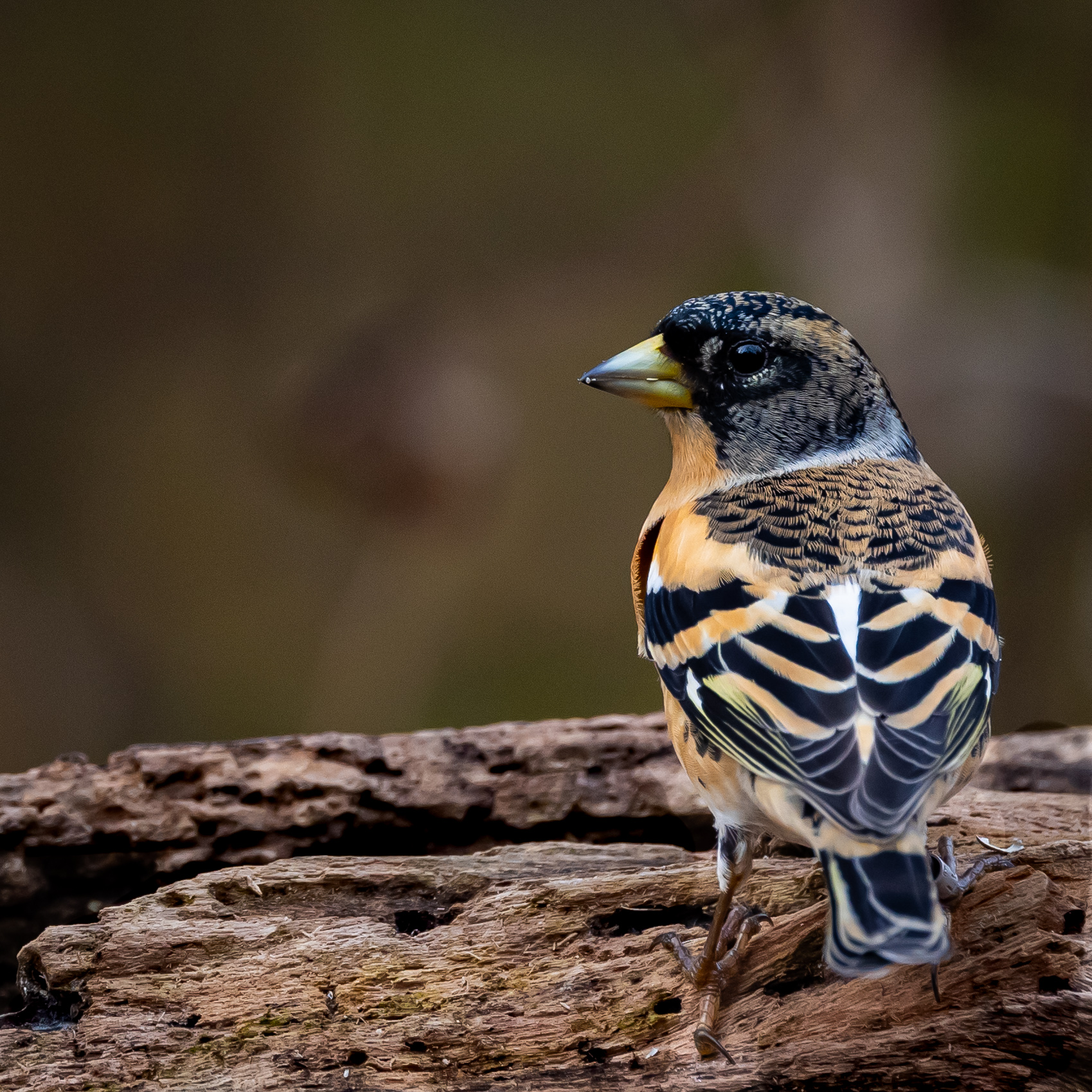 ricami colorati | colorful embroidery