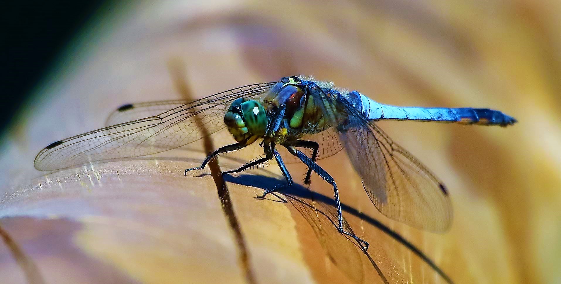 Libellula 01-08-2022