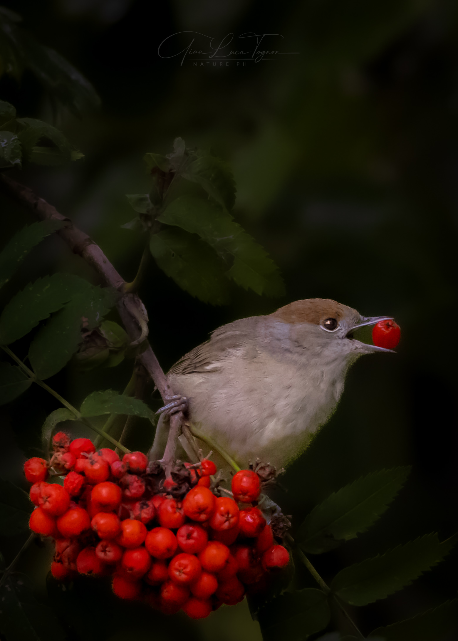 red berry | red berry