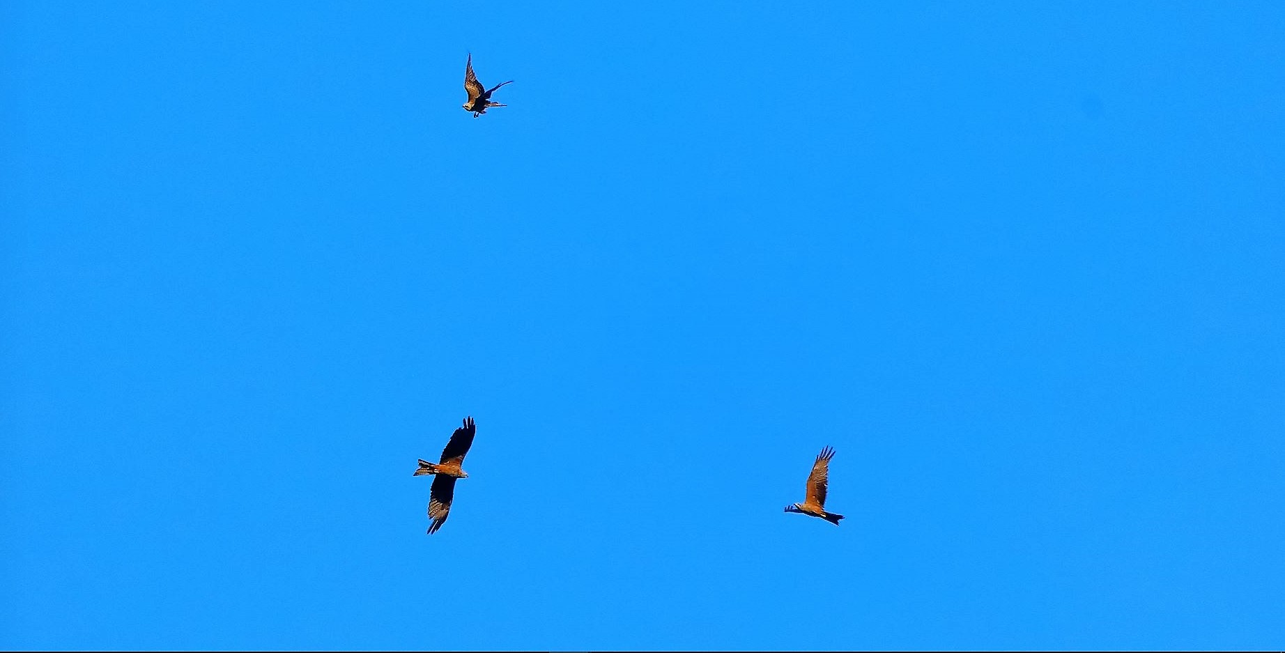 Nibbio bruno 02-08-2022