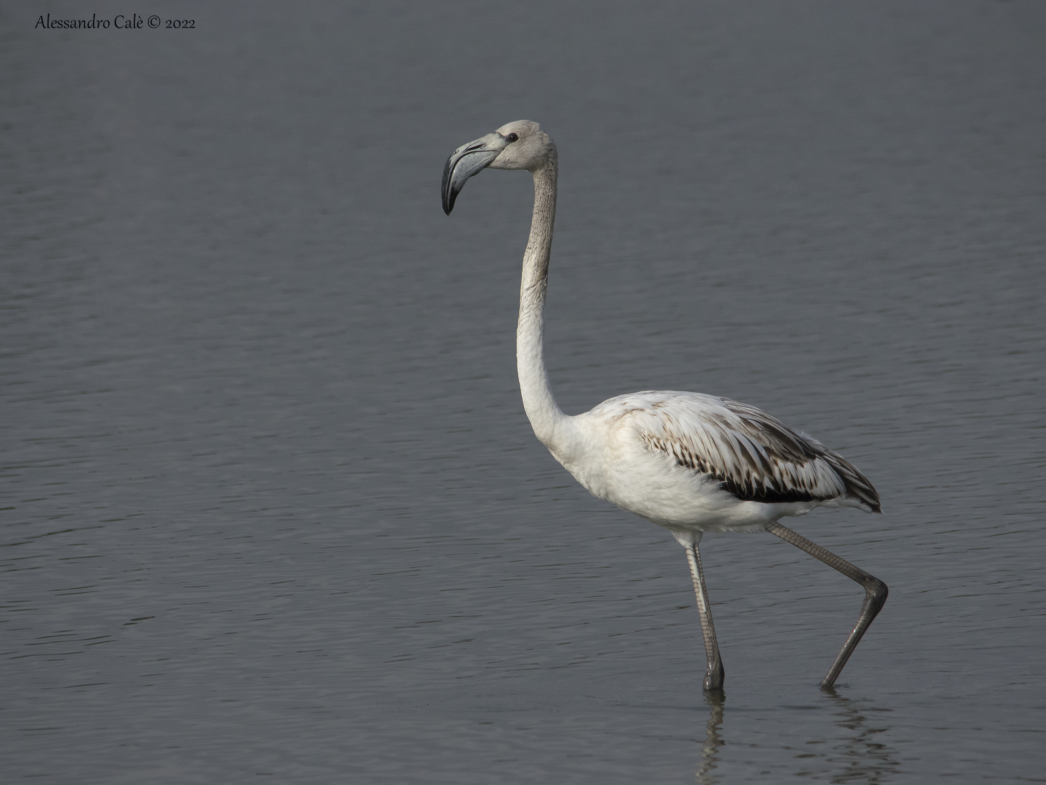 Phoenicopterus roseus (Fenicottero rosa) 0324