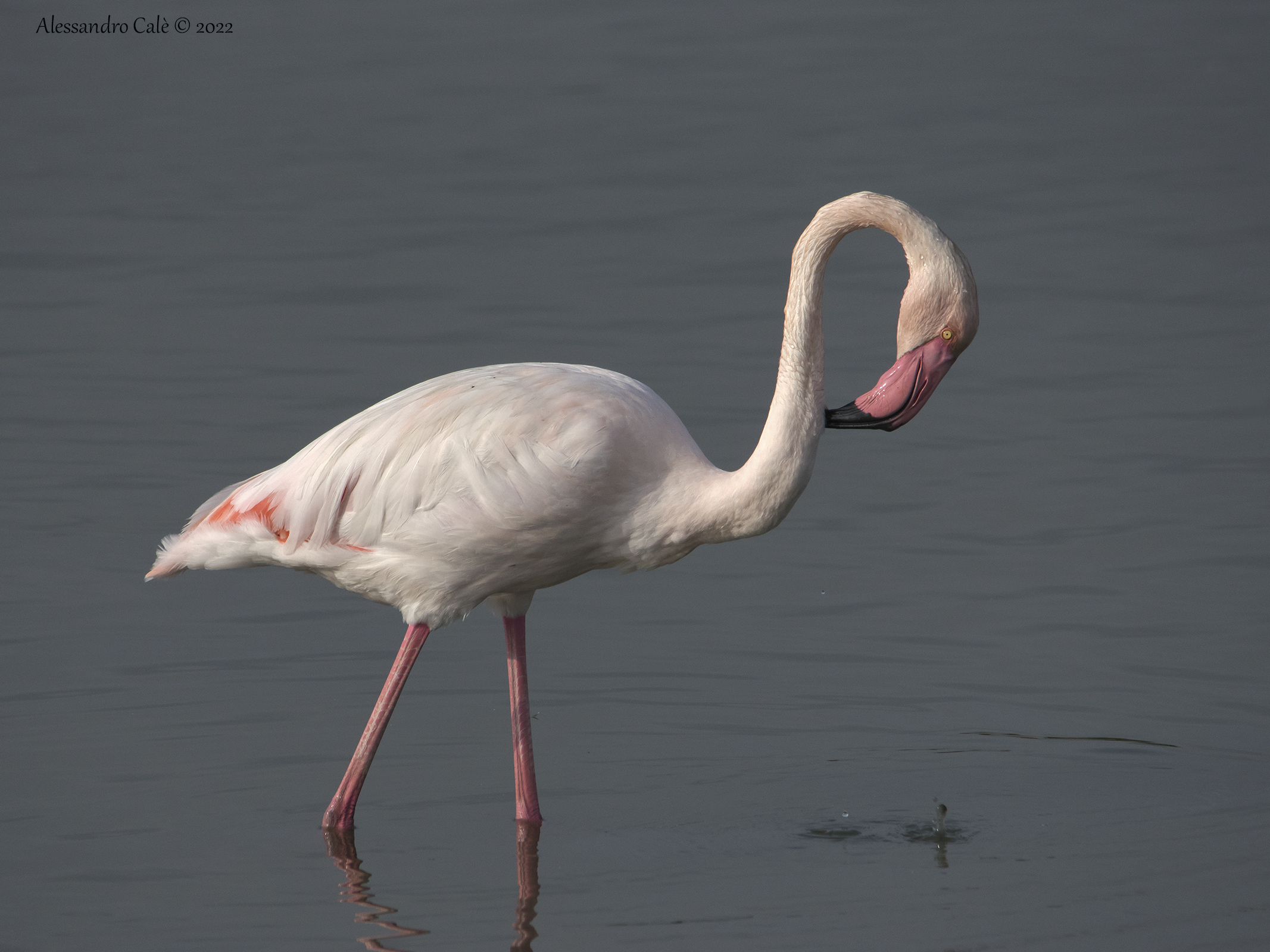 Phoenicopterus roseus (Fenicottero rosa) 0245