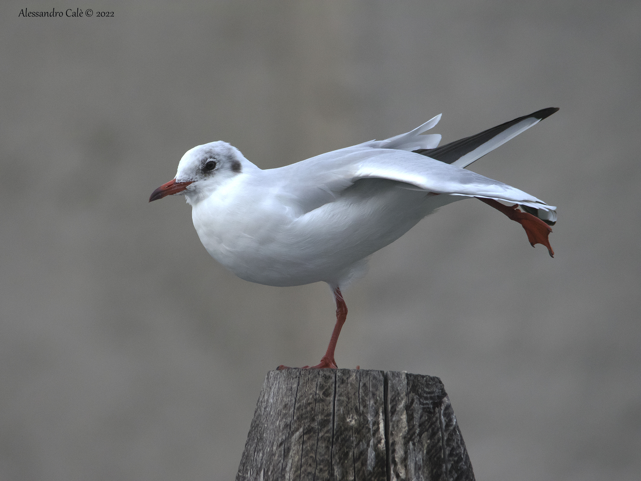 Larus ridibundus ( Gabbiano comune) 1147