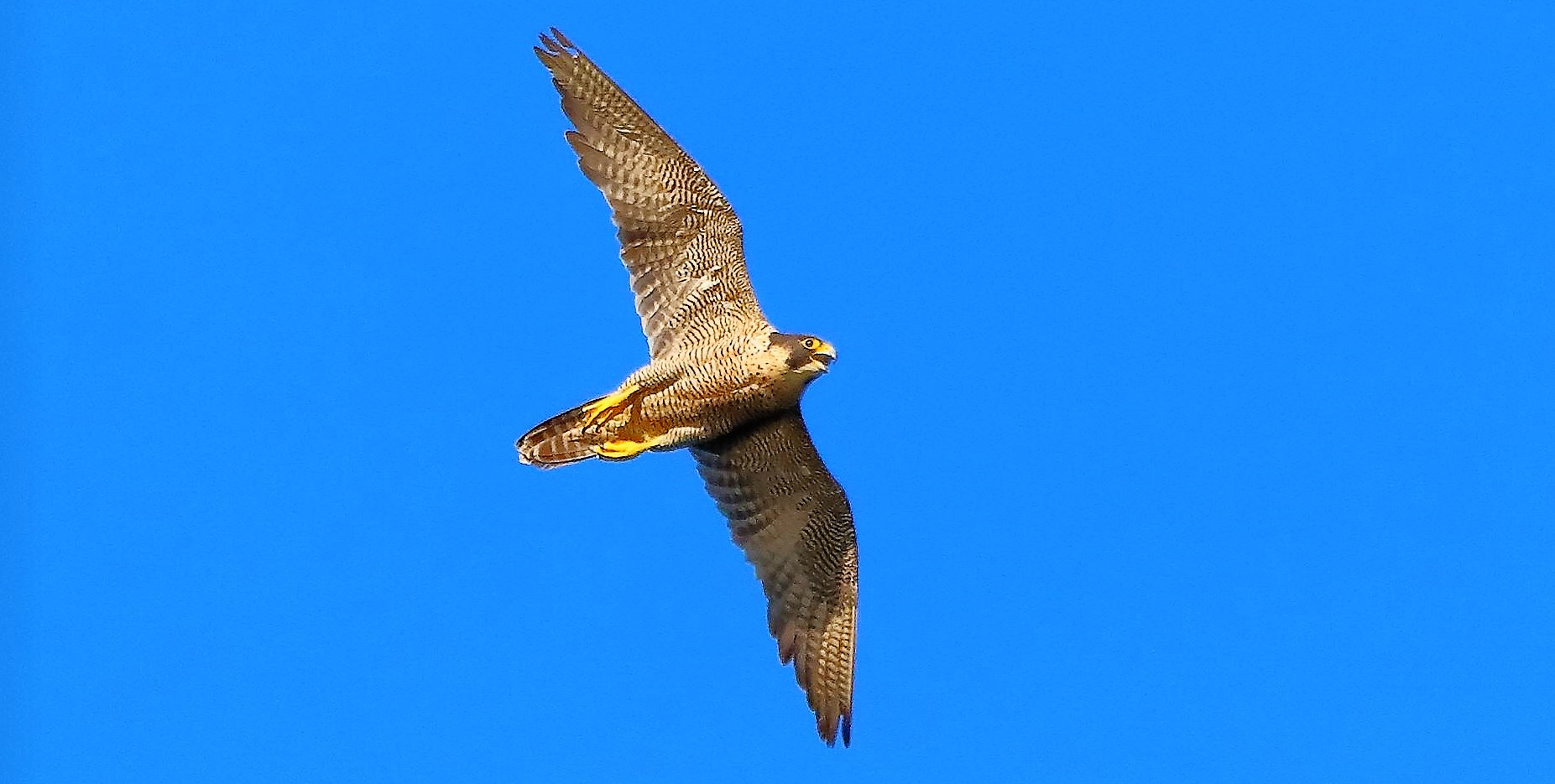 Falco Pellegrino 02-08-2022