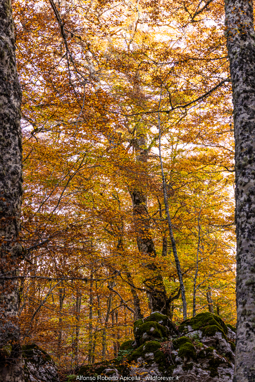 Autumn Windows