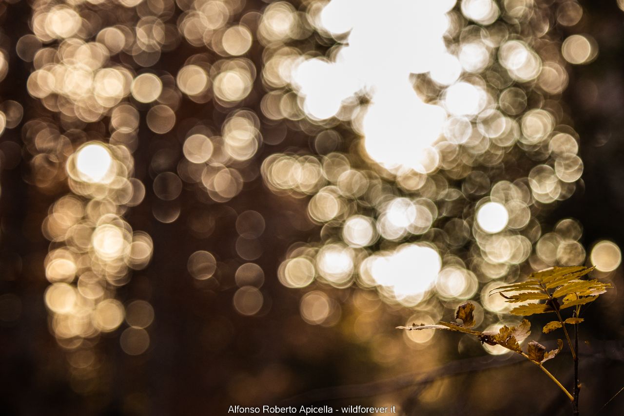 Testing the 70-200 RF f4