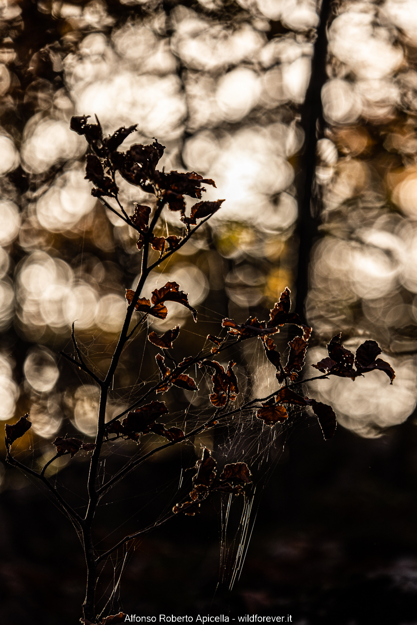 Testing the 70-200 RF f4