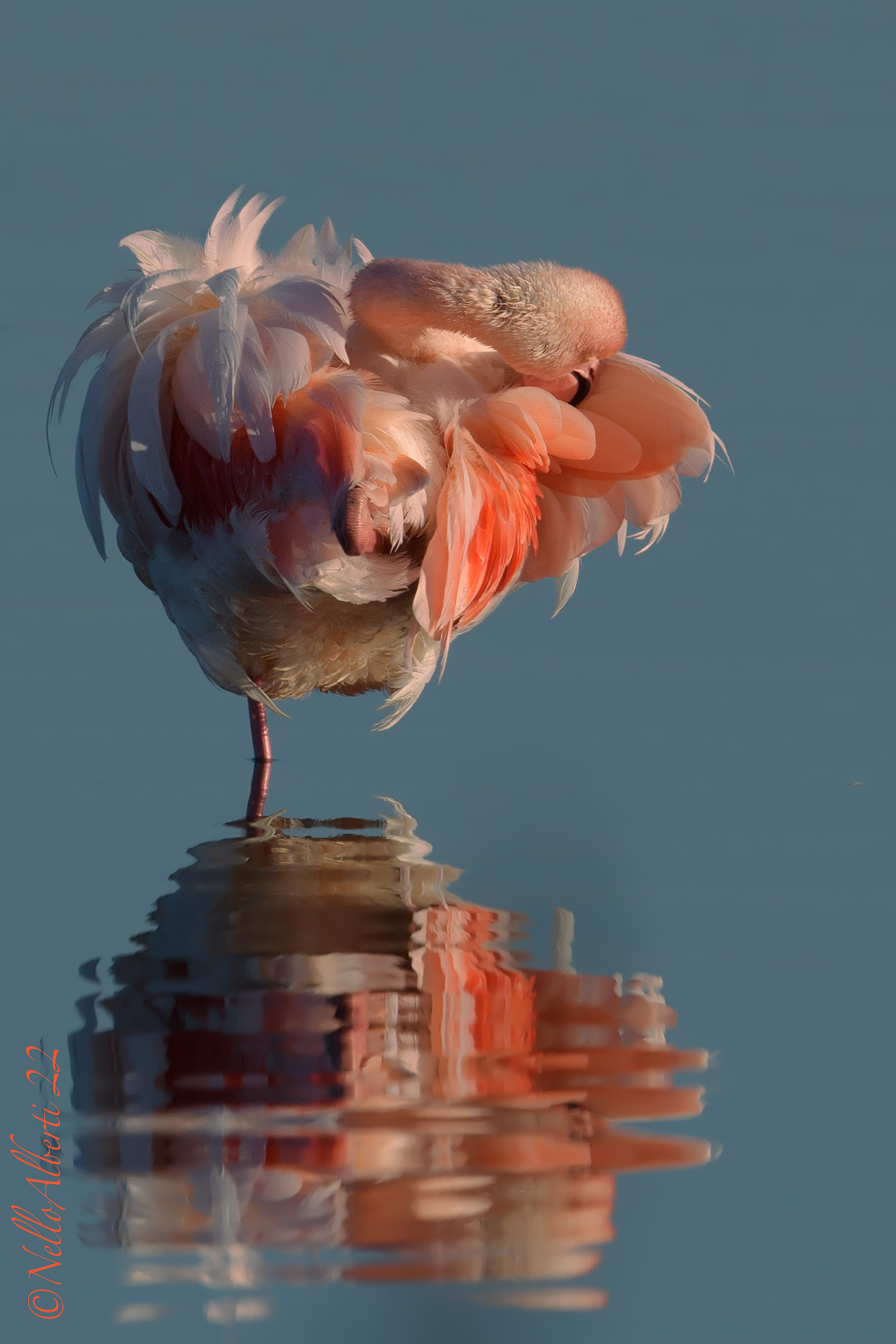 la laguna si tinge di rosa ! fenicottero rosa