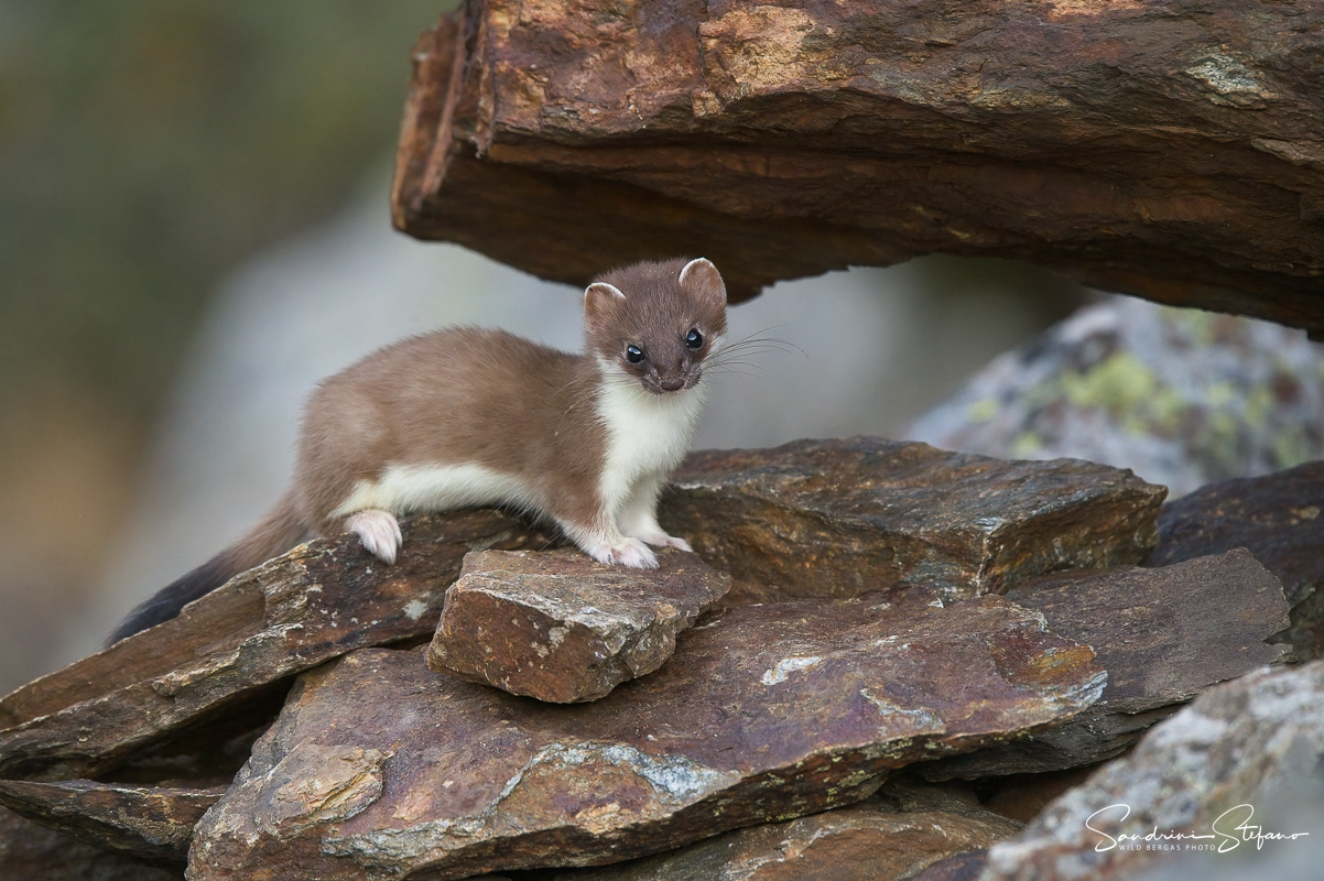Ermellino, inizio muta invernale
