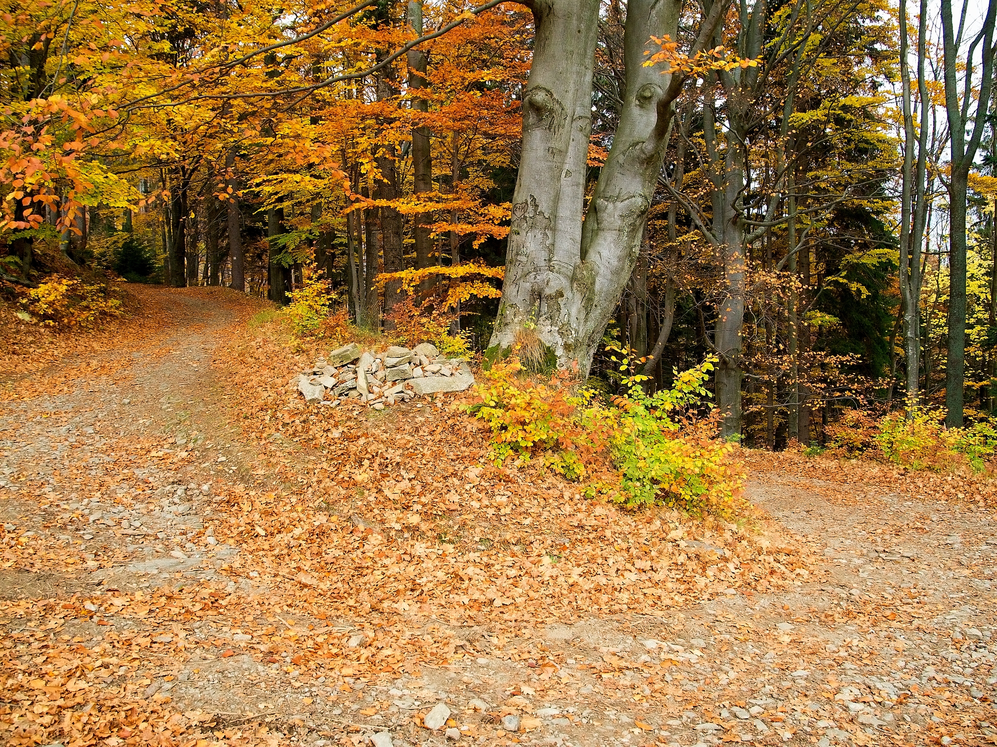 Colori dell'autunno