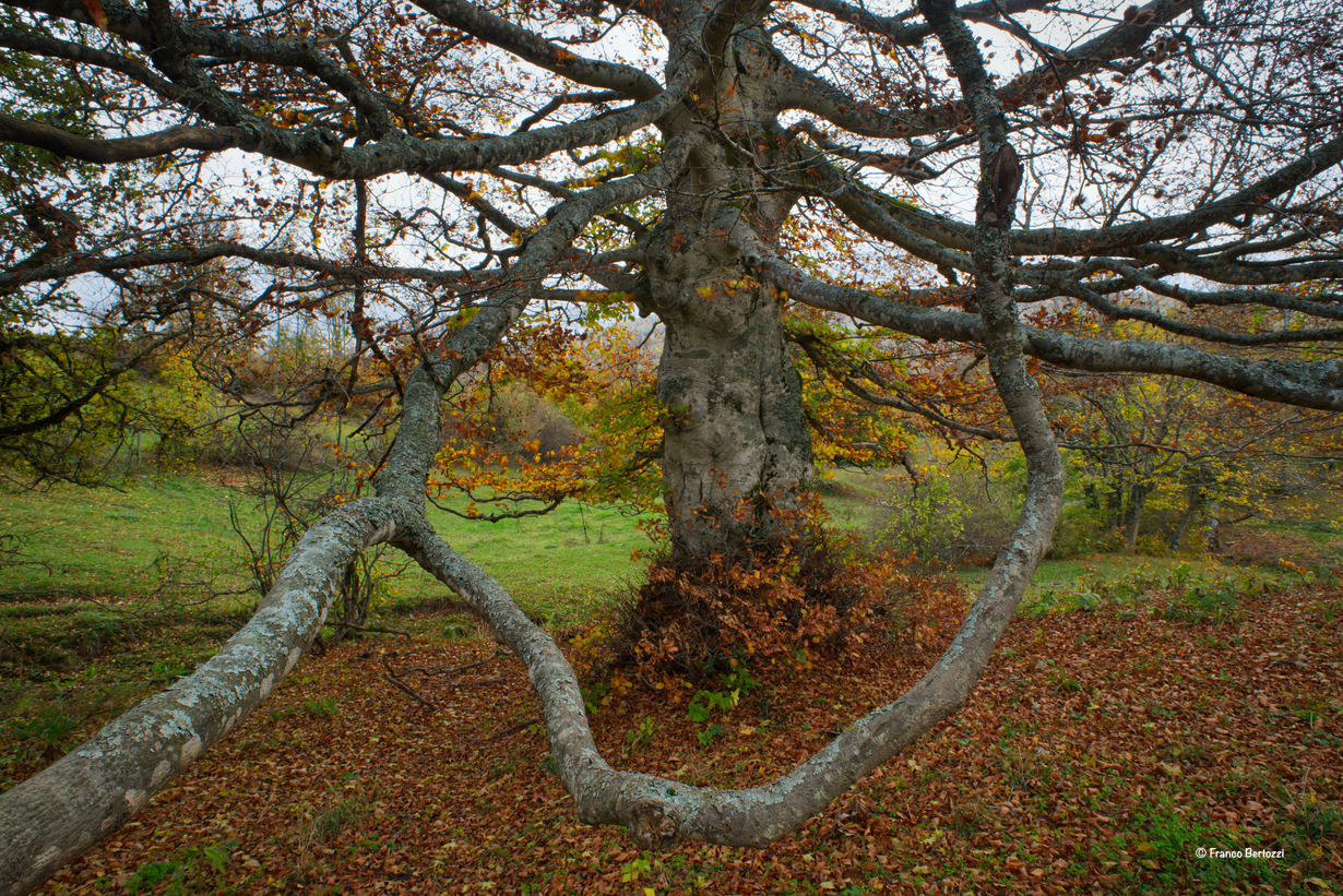 Albero alla Biancarda