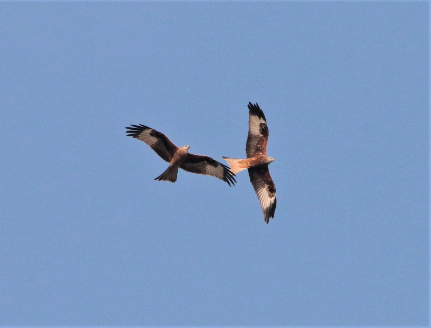 CR" IBBIO" always too far away!!