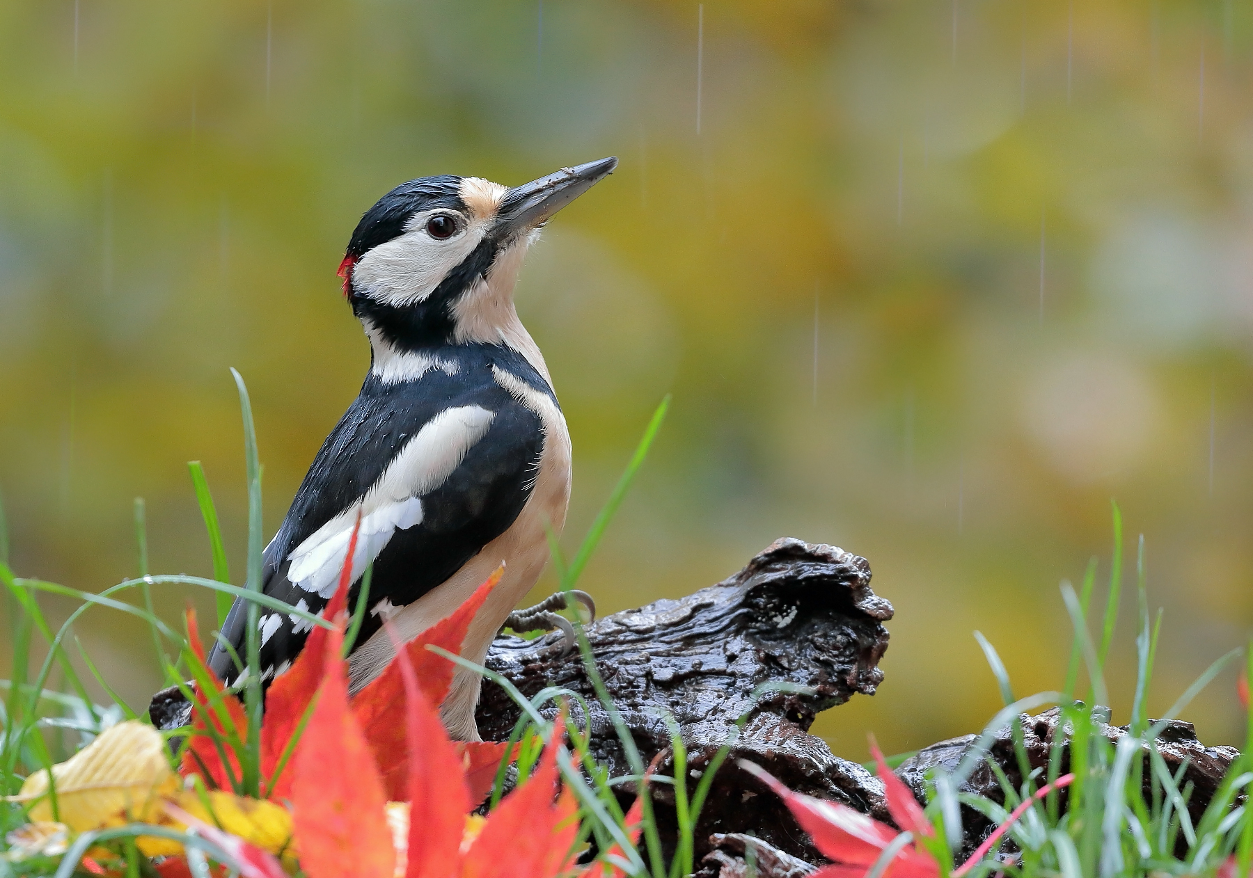 Pioggia di colori...