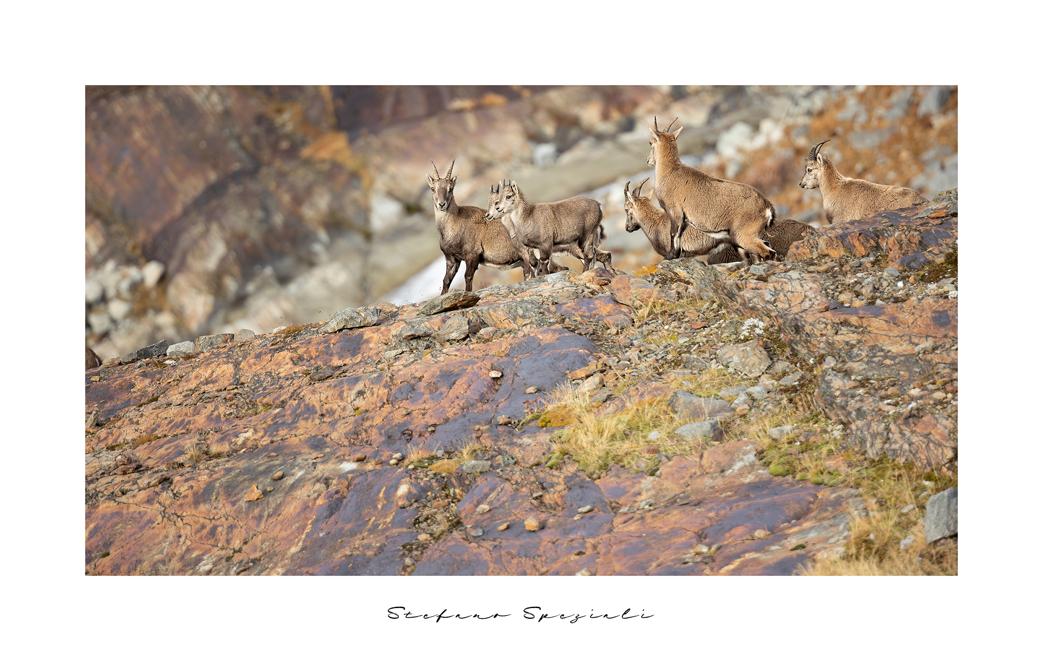 Ibex - Goat ibex